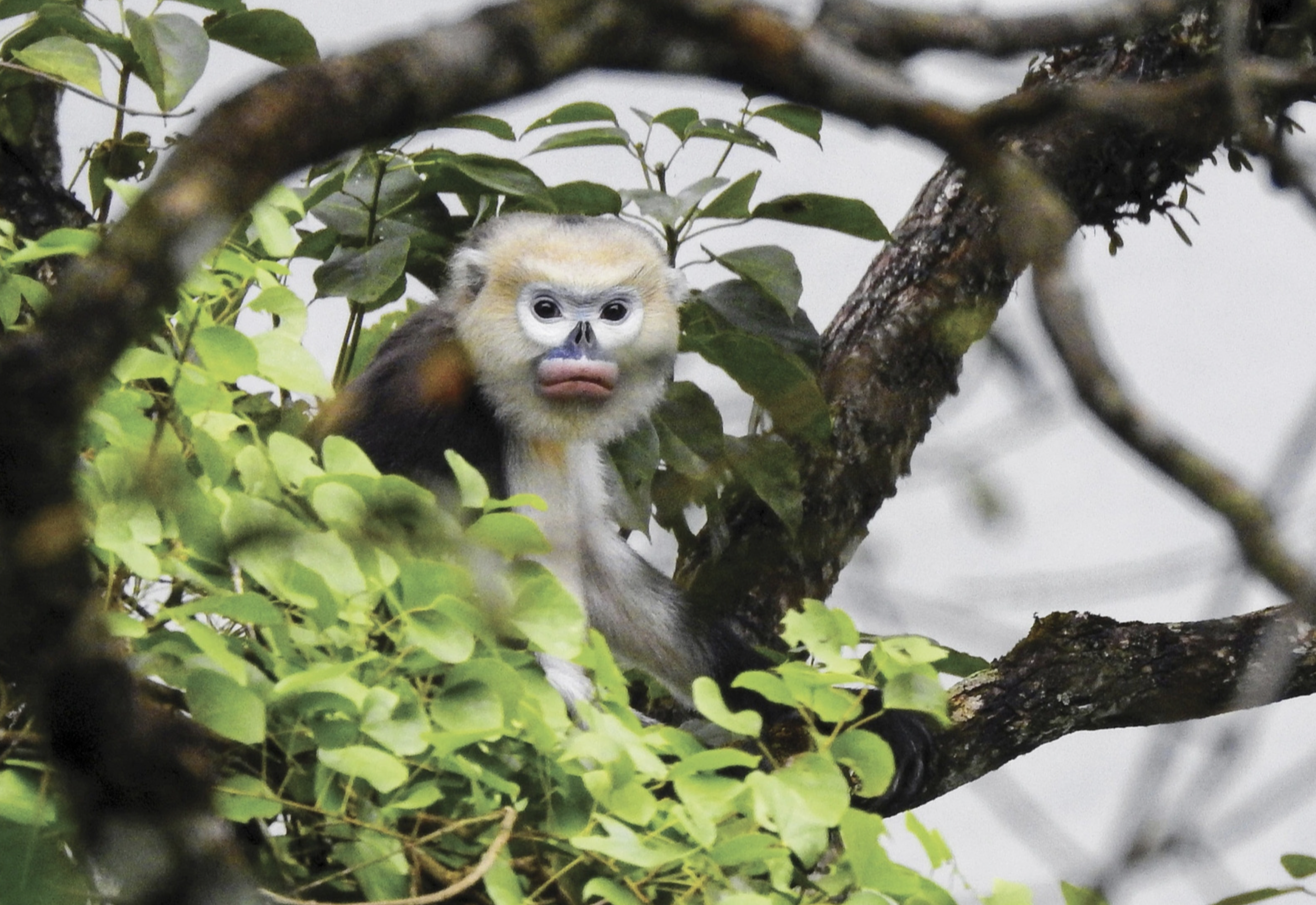 Image of snub-nosed monkey wins wildlife photo contest in Vietnam