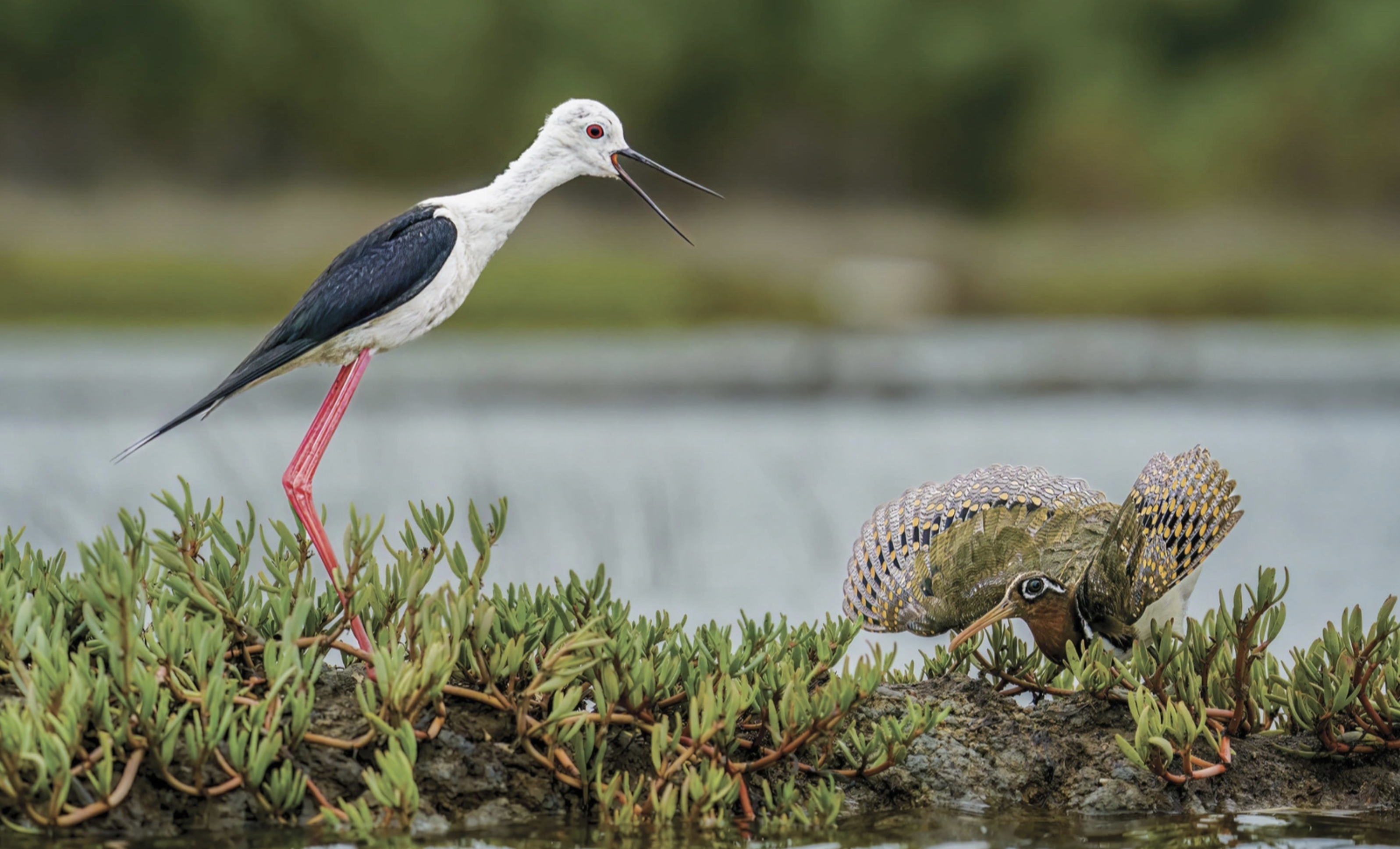 An image of a black-winged stilt and a painted-snipe comes runner-up at the Wild Birds and Mammals of Vietnam 2024 photography competition.