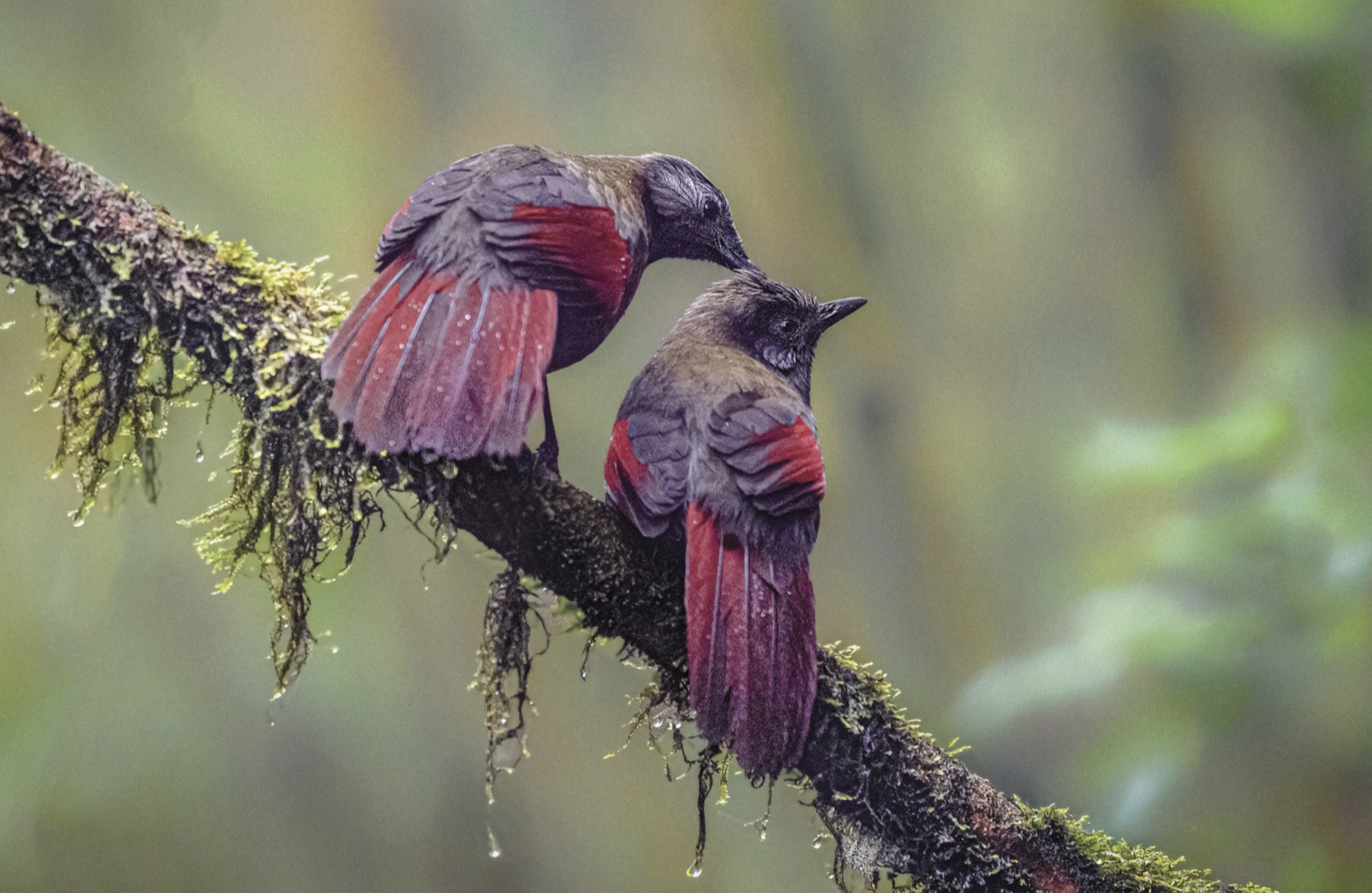 A photo of two red-winged laughingthrushes secures the second prize at the Wild Birds and Mammals of Vietnam 2024 photography competition.