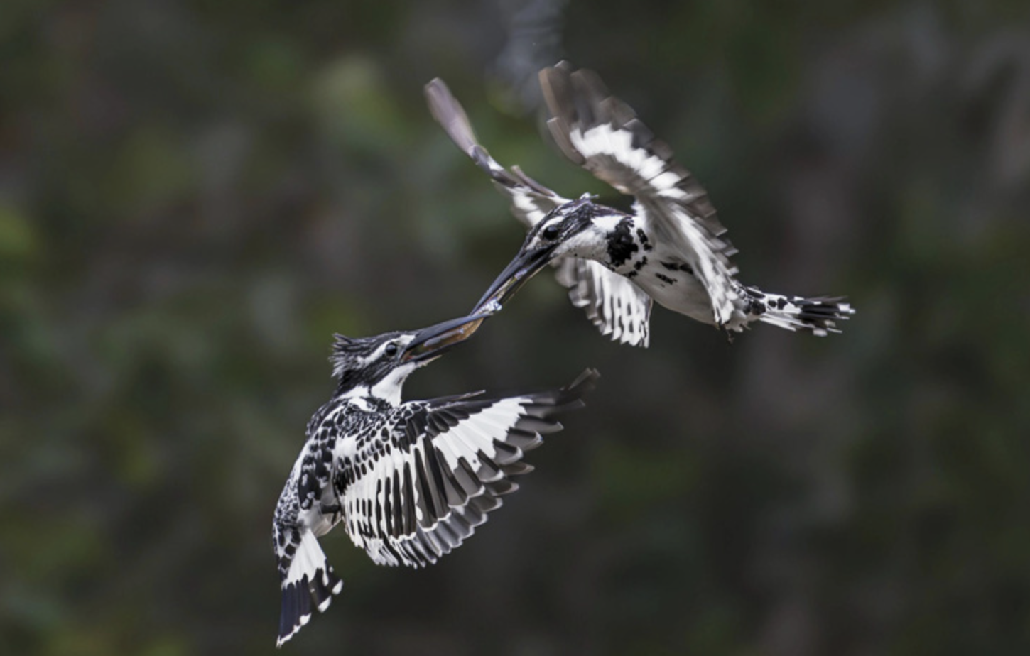 An image of two pied kingfishers by Pham Trung Kien is one of three photos winning the third prize.