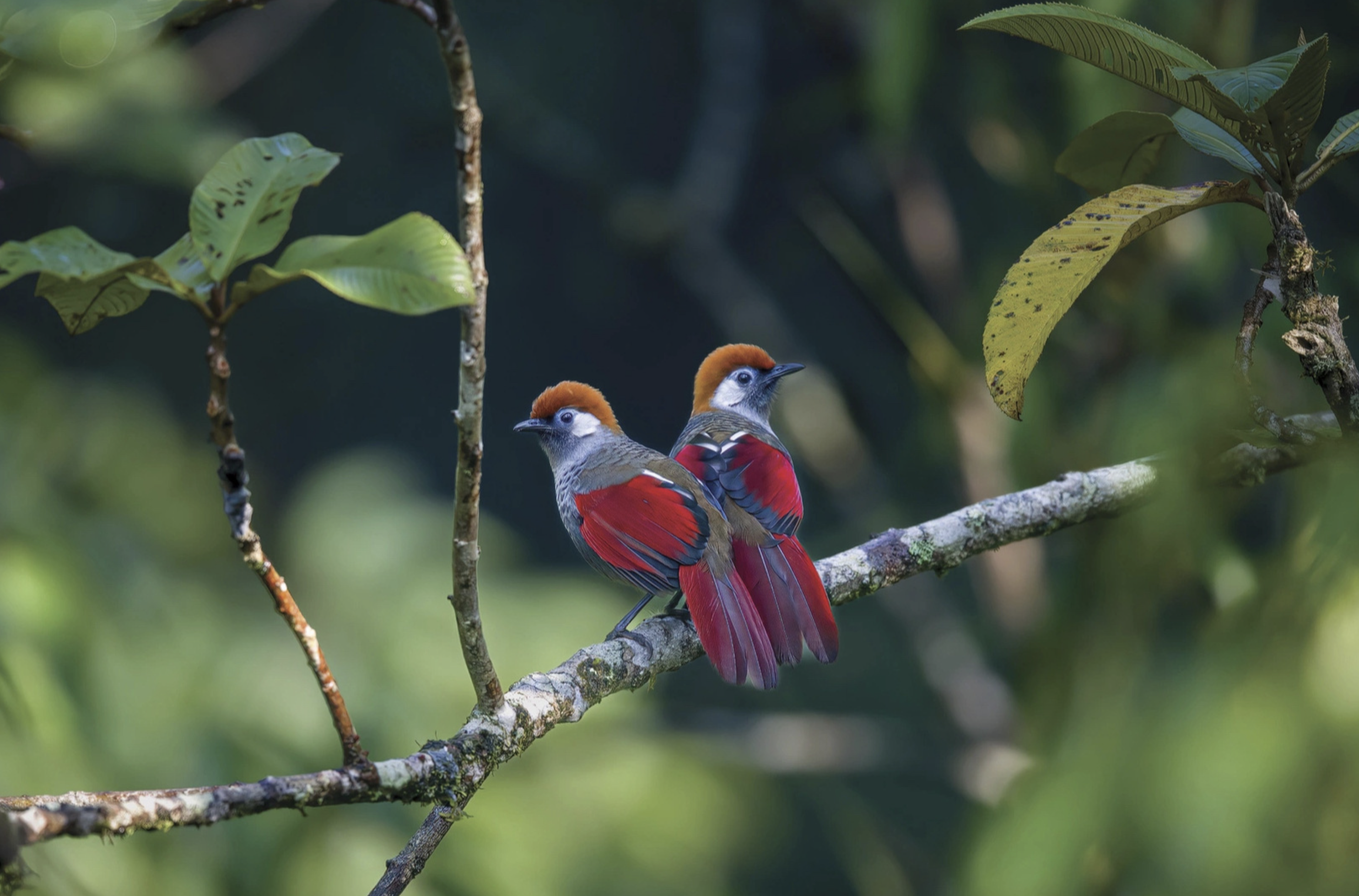 An image of two red-tailed laughingthrushes by Phan Van Phu is named as the third-prize winner.