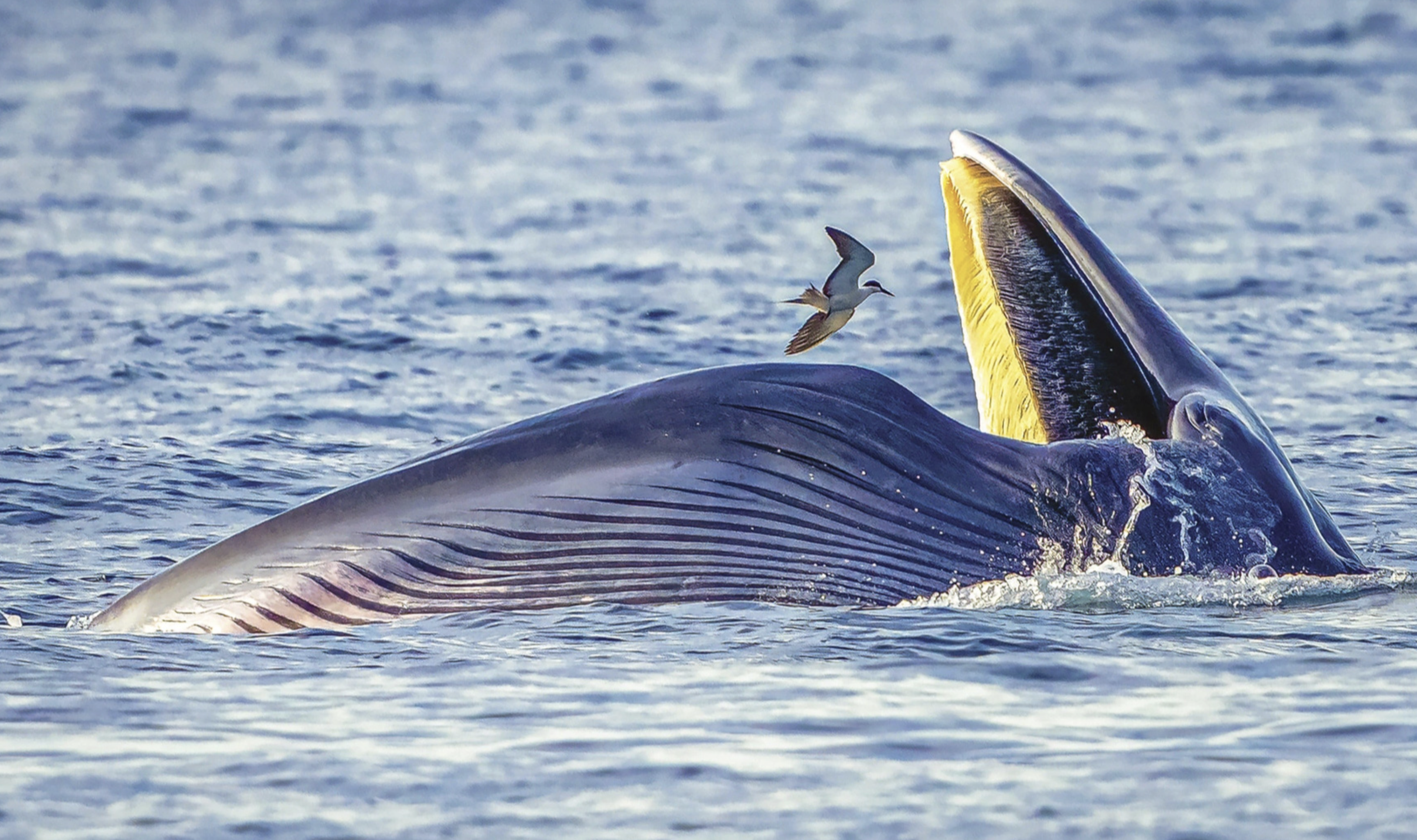 Huynh Van Truyen wins the third prize for his photo of a whale and a seabird.