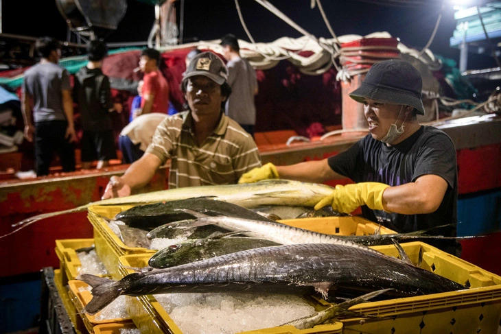 Tho Quang in Da Nang City is the largest fishing port in central Vietnam. Photo: Thanh Nguyen / Tuoi Tre