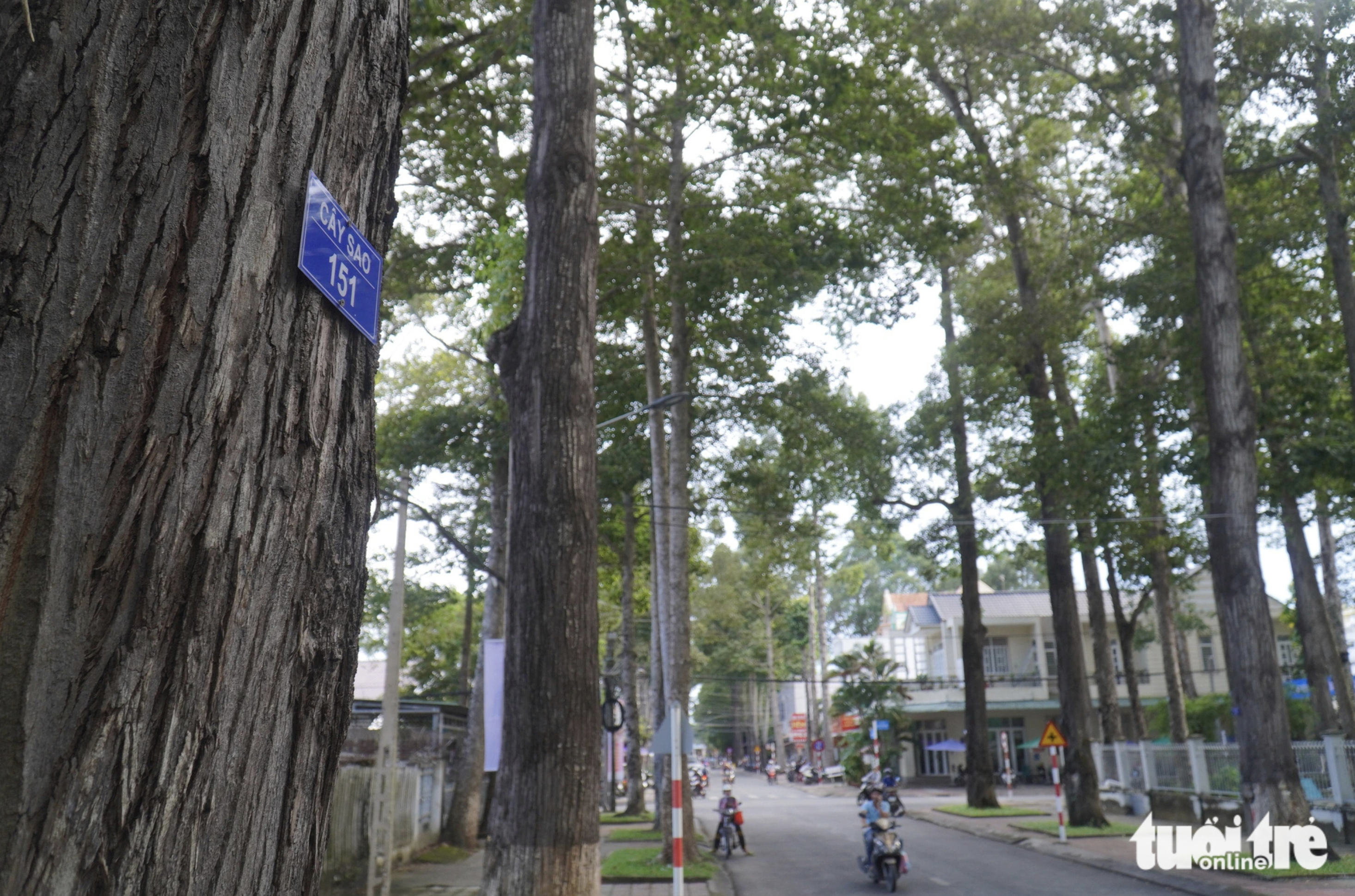 Trees line both sides of a street in Tra Vinh City, southern Vietnam. Photo: Mau Truong / Tuoi Tre