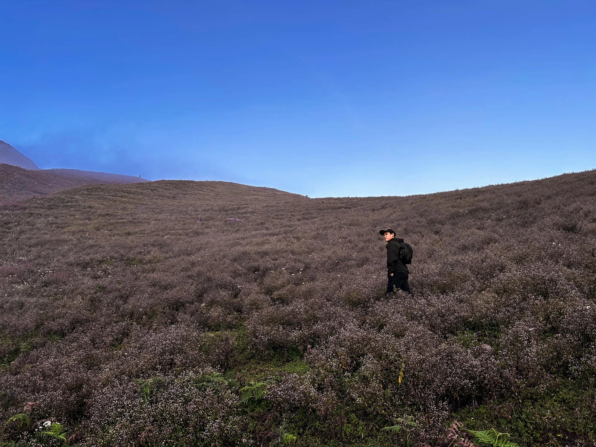 A visitor stands in the middle of blooming ‘chi pau’ flowers on Ta Chi Nhu Peak in Tram Tau District, Yen Bai Province, northern Vietnam. Photo: Hoang Gia