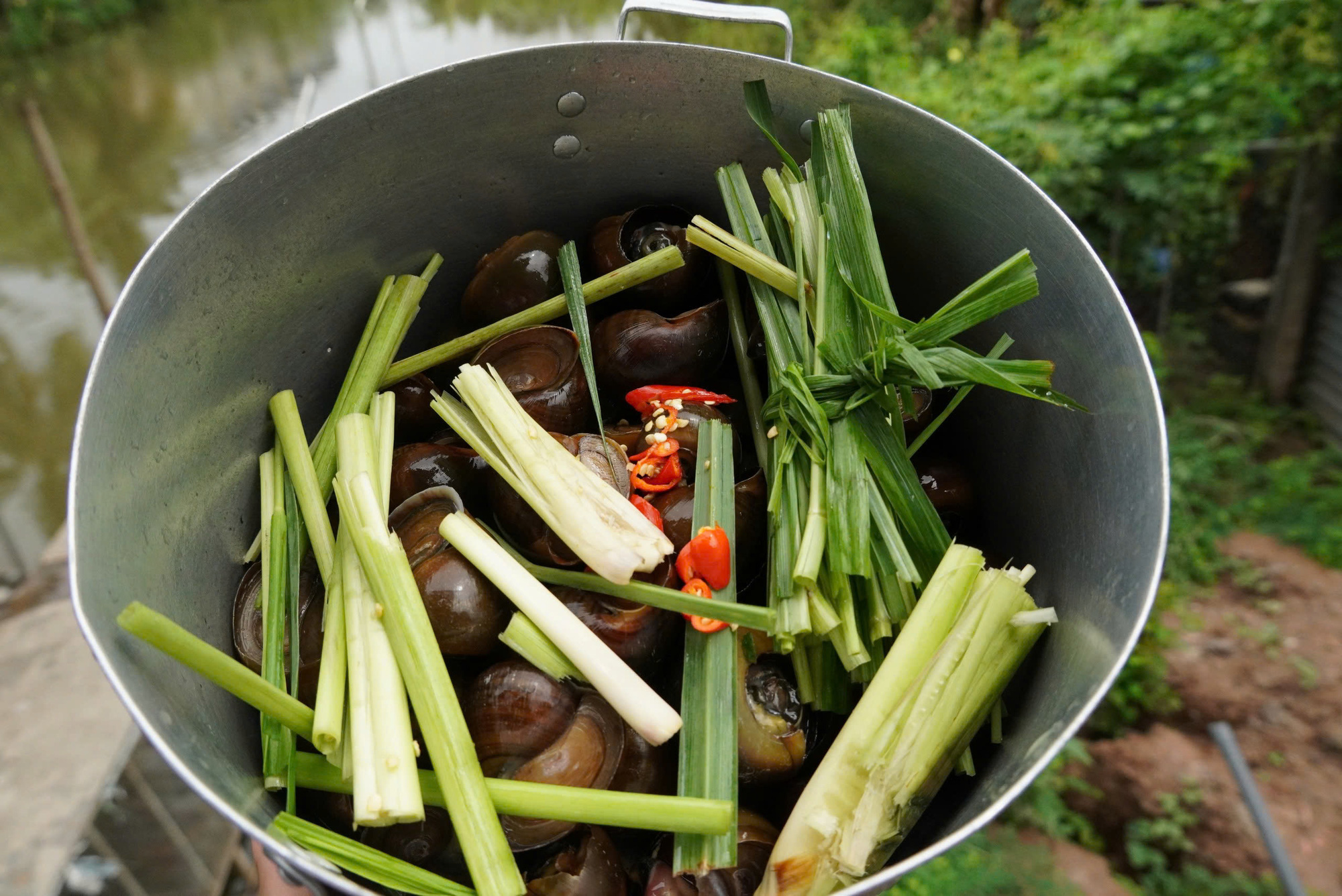 Apple snails boiled with lemongrass. Photo: Phuoc Thanh / Tuoi Tre