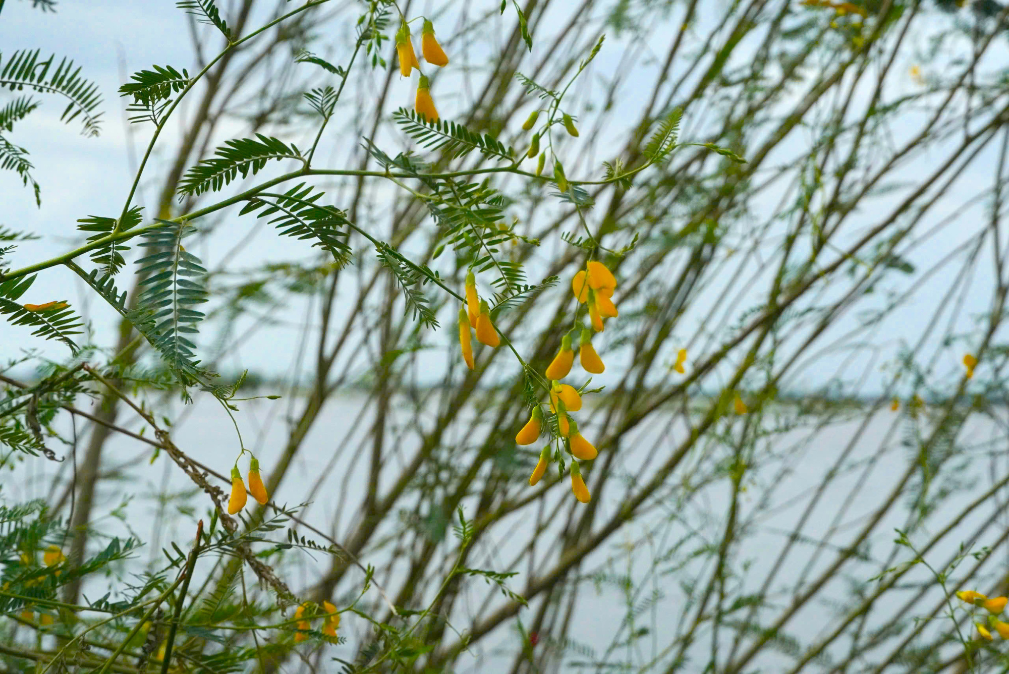 Sesbania sesban grows in flooded fields during the flood season in the Mekong Delta, southern Vietnam. Photo: Phuoc Thanh / Tuoi Tre