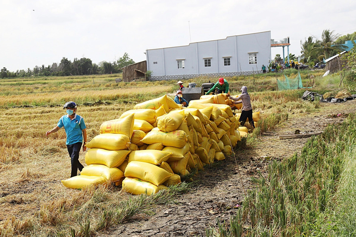 Vietnam likely to become world’s 3rd largest rice importer in 2024: USDA