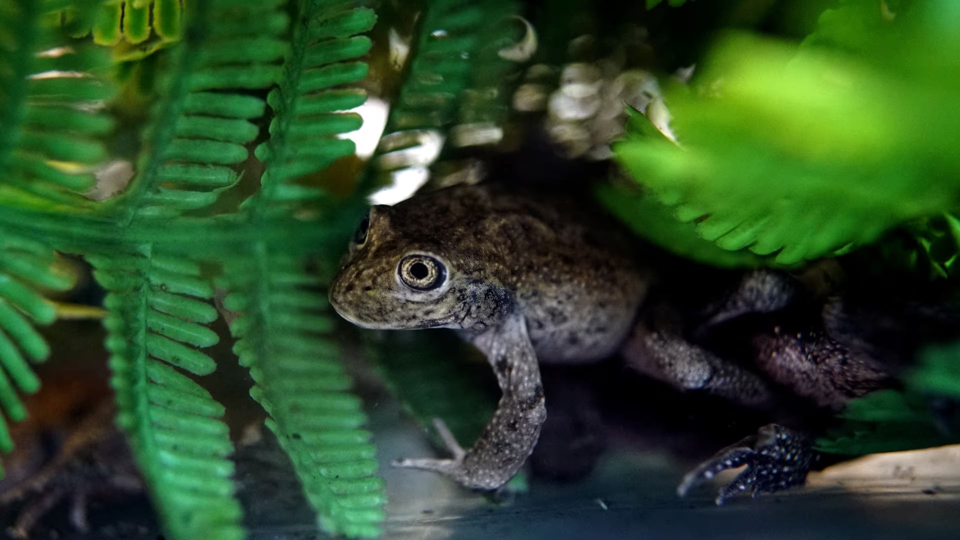 Back from the brink of extinction, Chilean frogs begin journey home