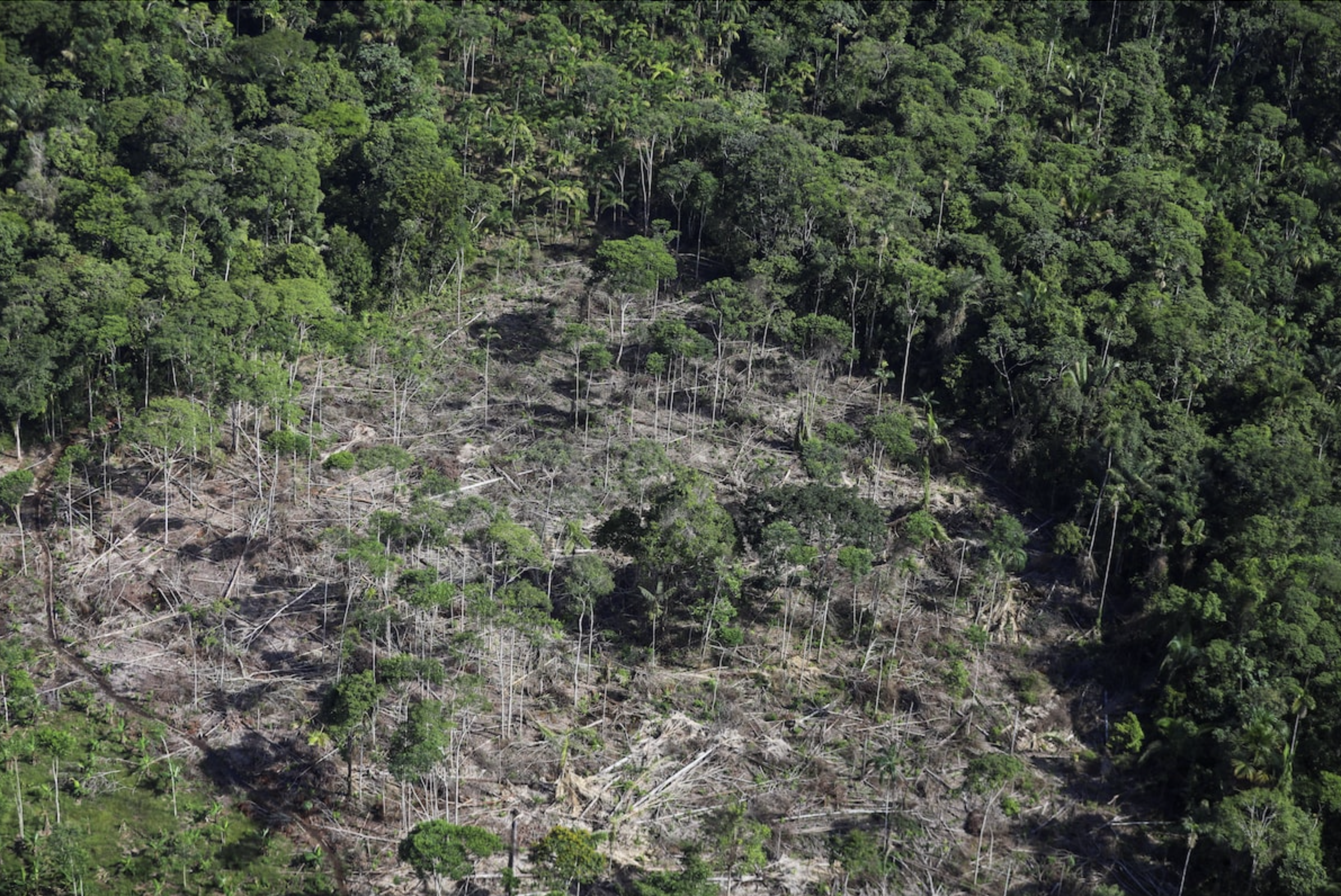 Colombian coca leaf farming hit two-decade high in 2023, UN says