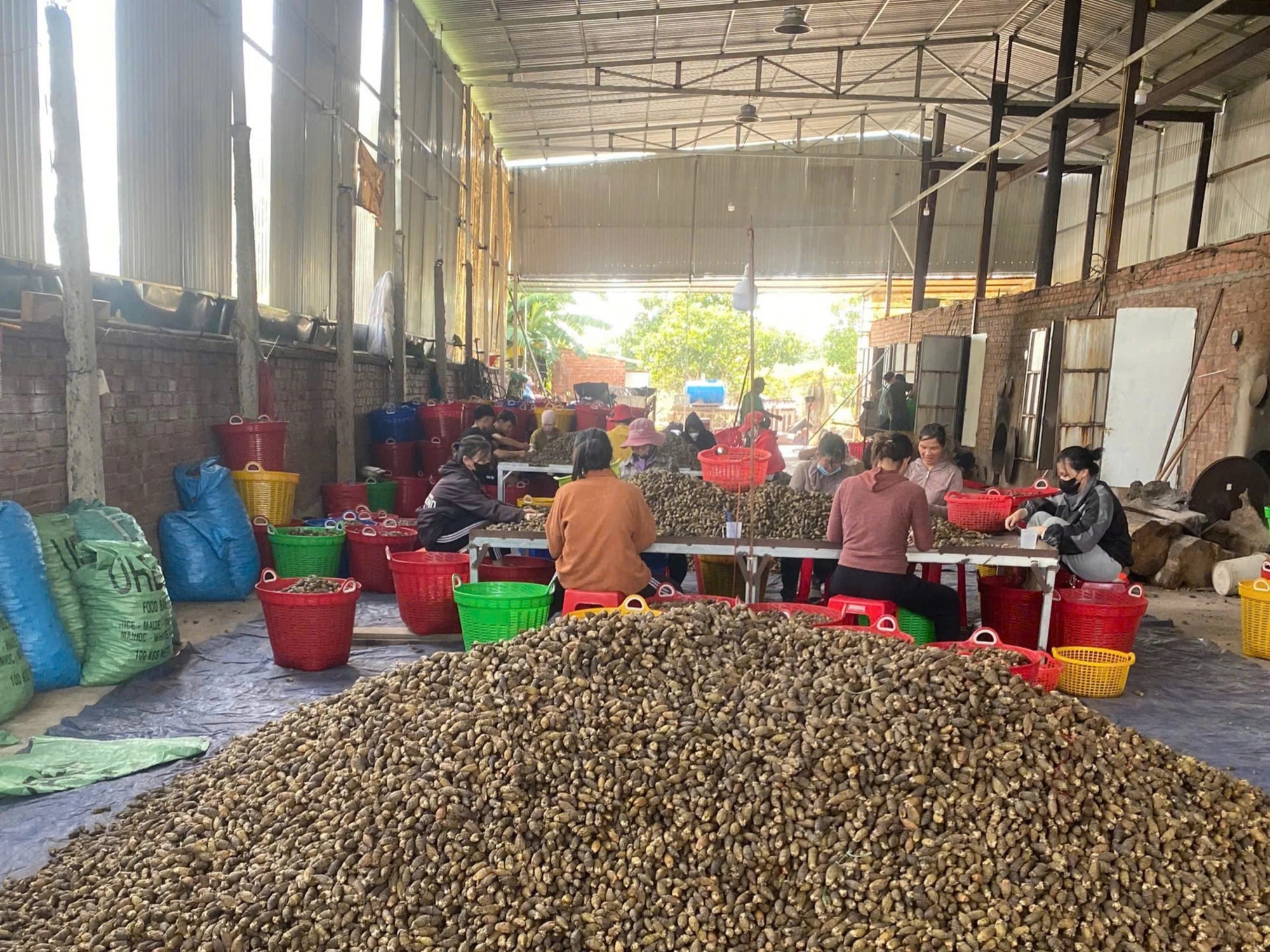 Why are Chinese traders rushing to buy immature betel nuts from Vietnam?