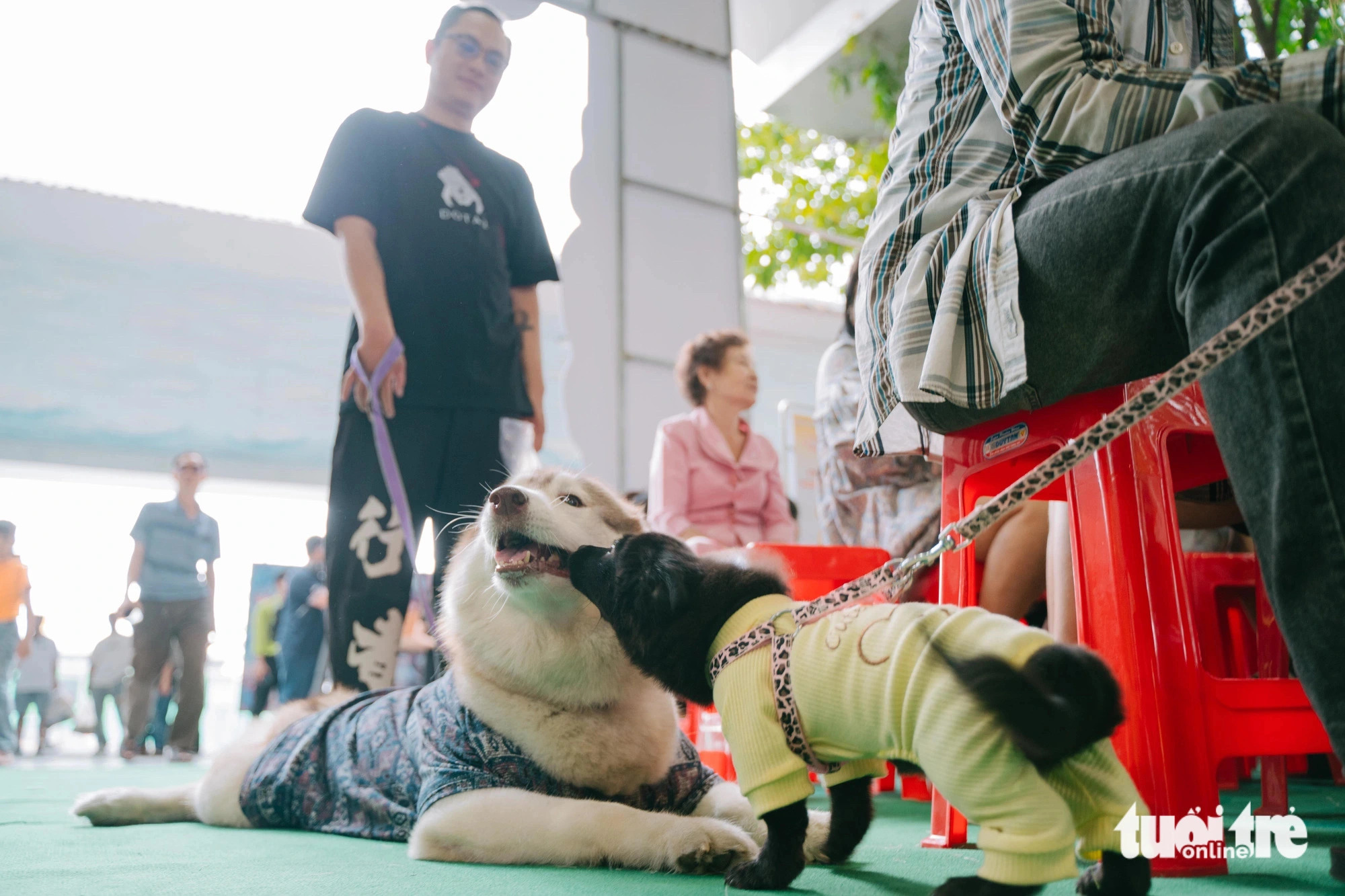 Two pet dogs play together at the Pet Perfect Festival in Ho Chi Minh City, October 20, 2024. Photo: Thanh Hiep / Tuoi Tre