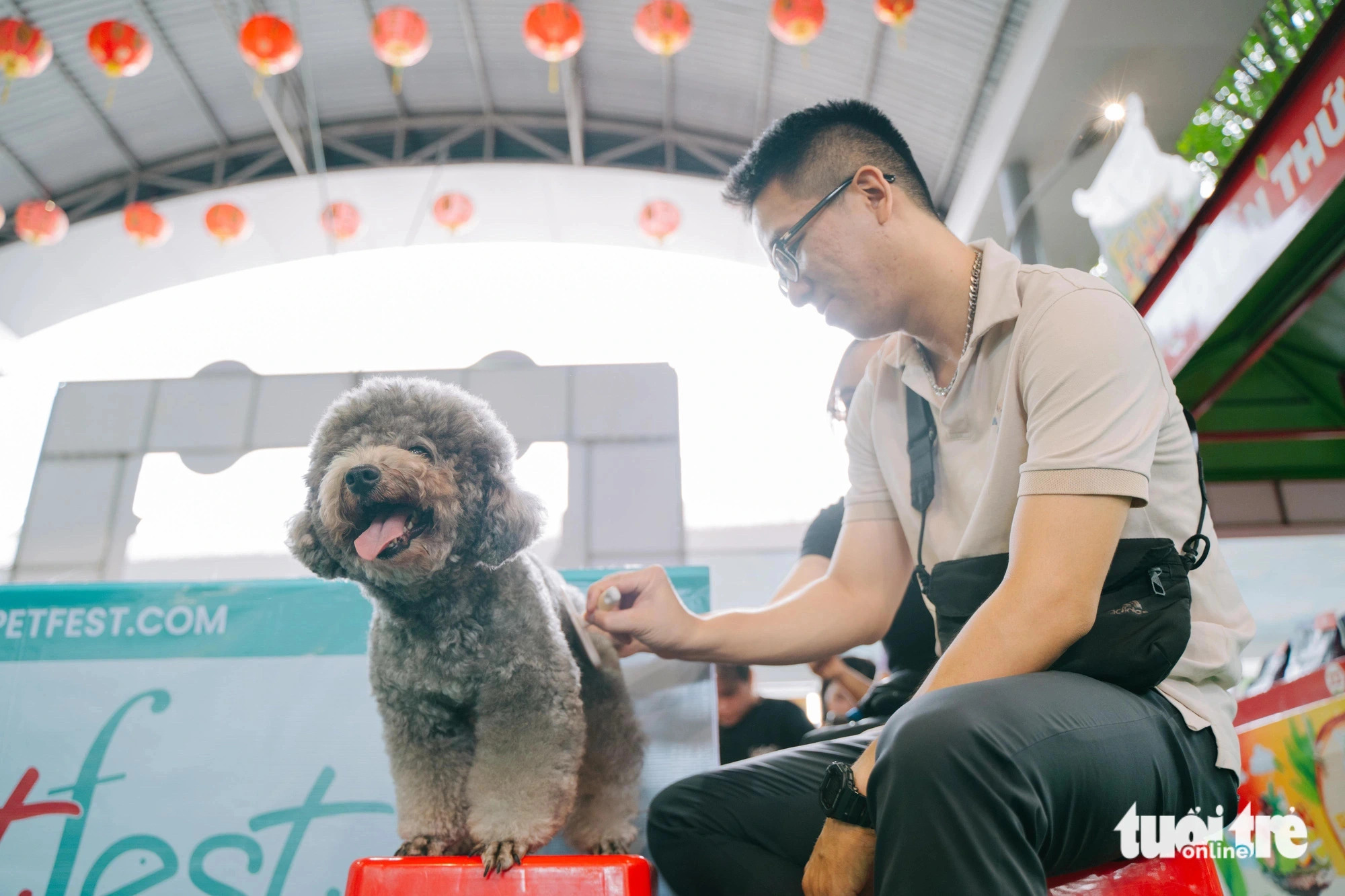 A poodle is carefully groomed by its owner before joining contests at the Pet Perfect Festival in Ho Chi Minh City, October 20, 2024. Photo: Thanh Hiep / Tuoi Tre