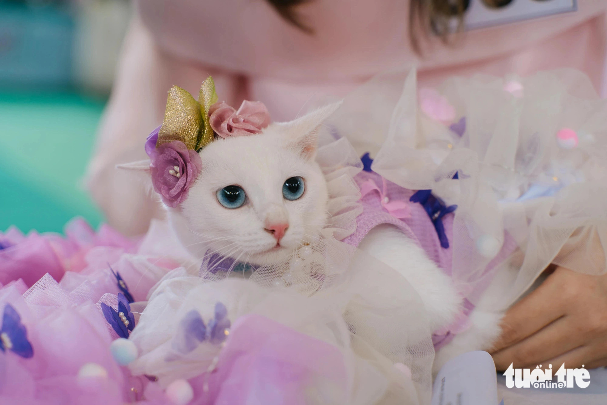 Dua Hau, a cat owned by Thuy Tien from Binh Thanh District, wears a cute pink dress at the Pet Perfect Festival in Ho Chi Minh City, October 20, 2024. Photo: Thanh Hiep / Tuoi Tre