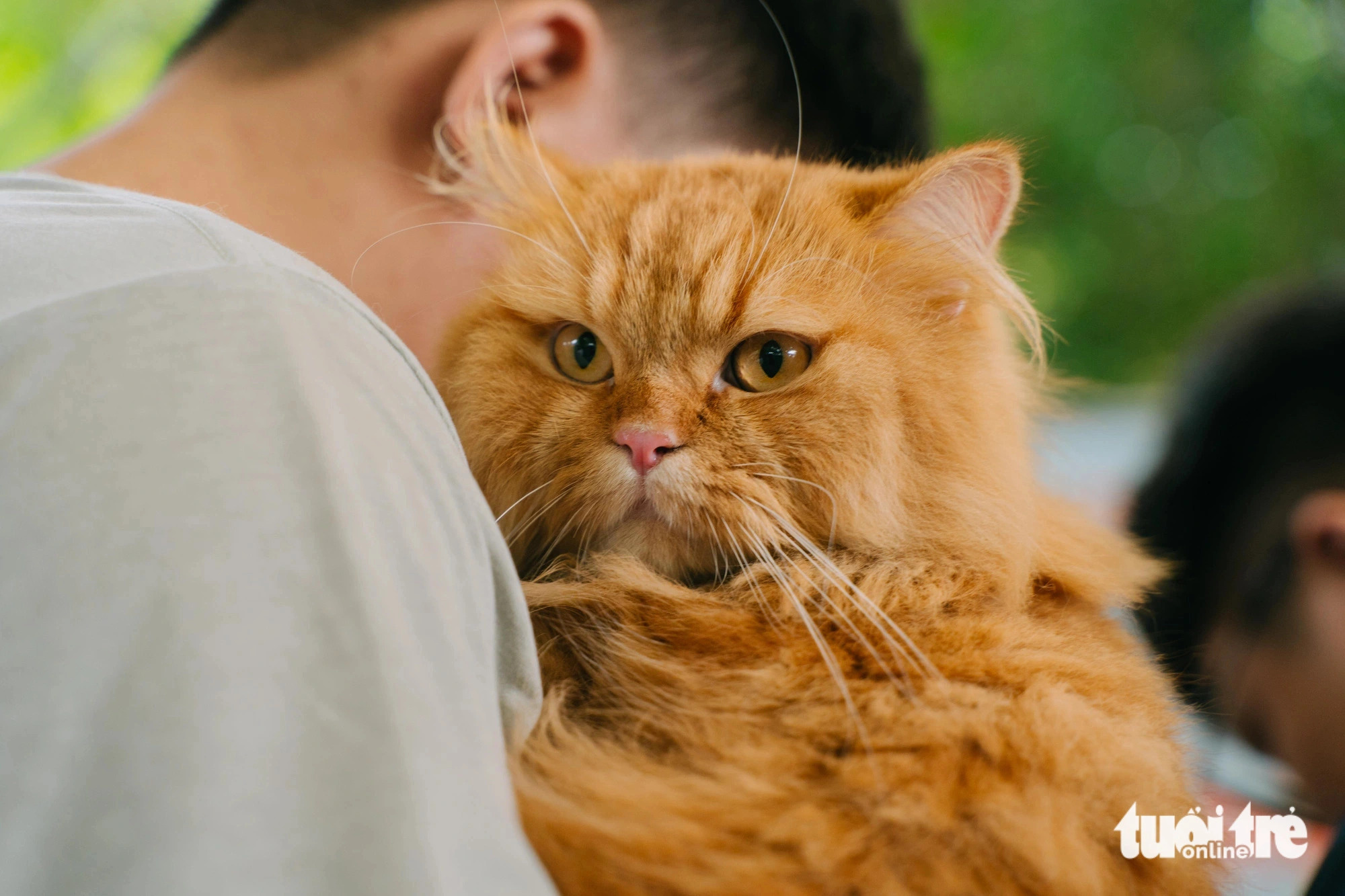 A wide variety of pets from different breeds and sizes bring cuteness to the Pet Perfect Festival in Ho Chi Minh City, October 20, 2024. Photo: Thanh Hiep / Tuoi Tre