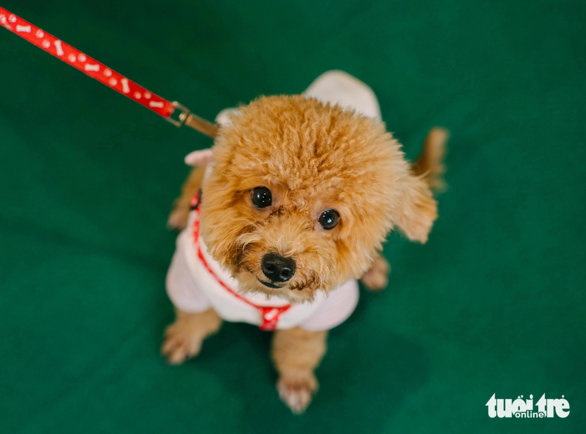 A wide variety of pets from different breeds and sizes bring cuteness to the Pet Perfect Festival in Ho Chi Minh City, October 20, 2024. Photo: Thanh Hiep / Tuoi Tre