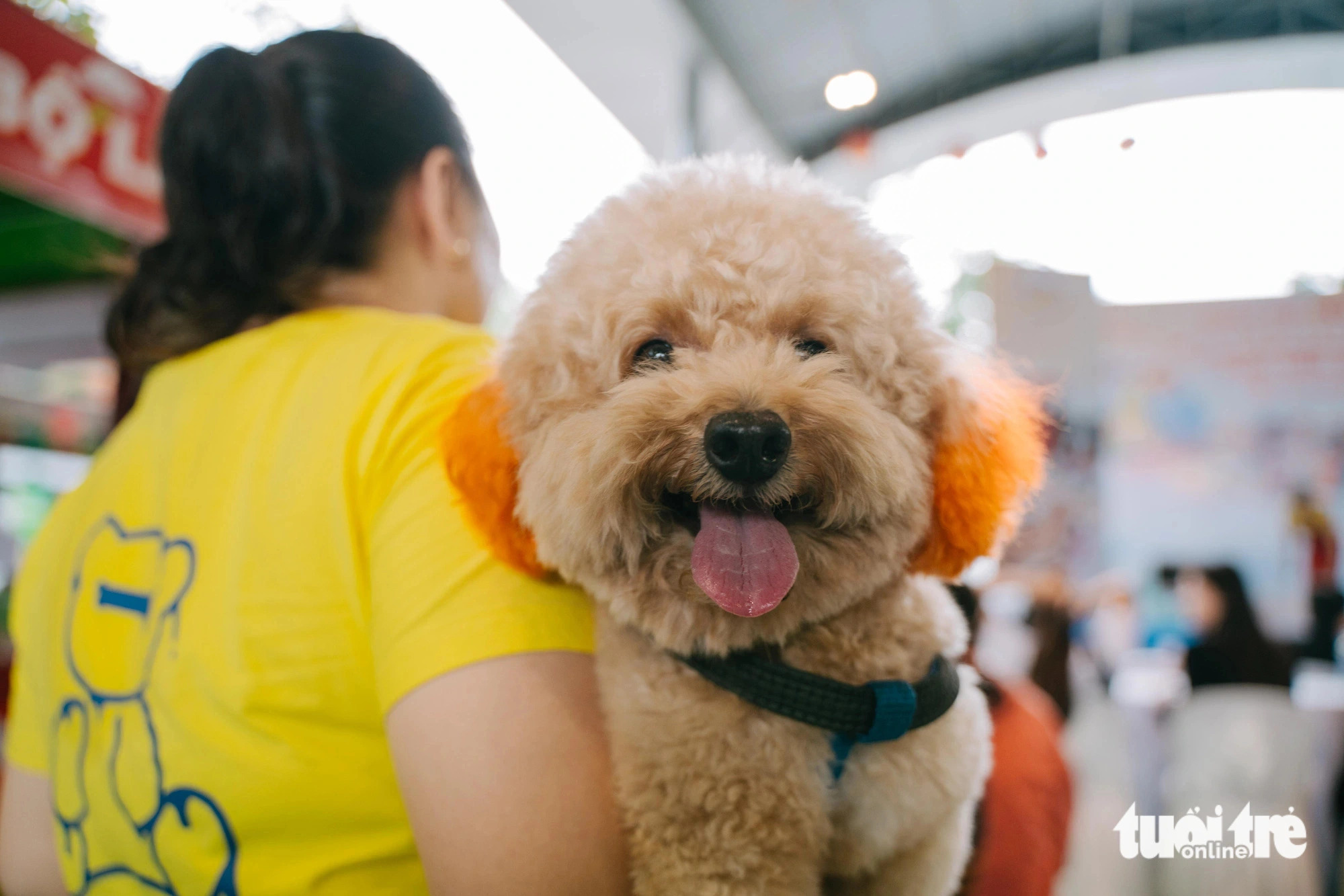 A wide variety of pets from different breeds and sizes bring cuteness to the Pet Perfect Festival in Ho Chi Minh City, October 20, 2024. Photo: Thanh Hiep / Tuoi Tre