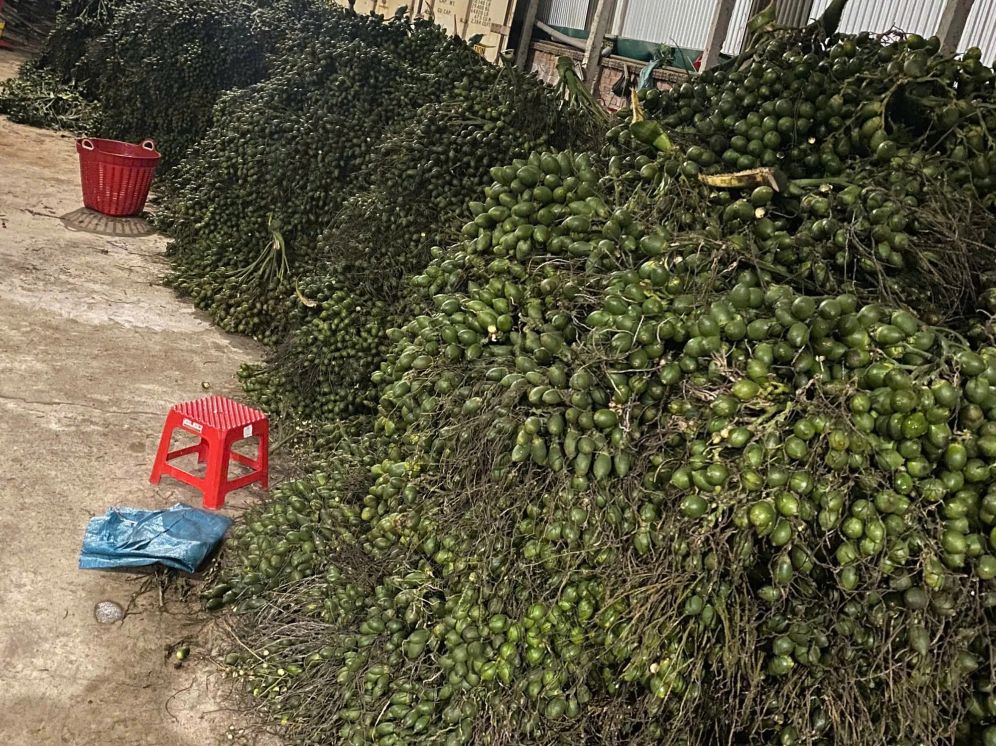 Freshly harvested betel nuts at a factory in Dak Lak - Photo: DUONG ANH / Tuoi Tre