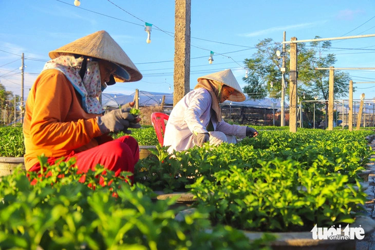 Da Nang’s largest flower village gears up for 2025 Tet season