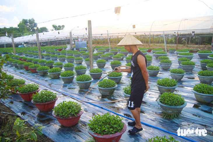 Farmers in Duong Son Flower Village, Da Nang, central Vietnam, fertilize their plants. Photo: Thanh Nguyen / Tuoi Tre