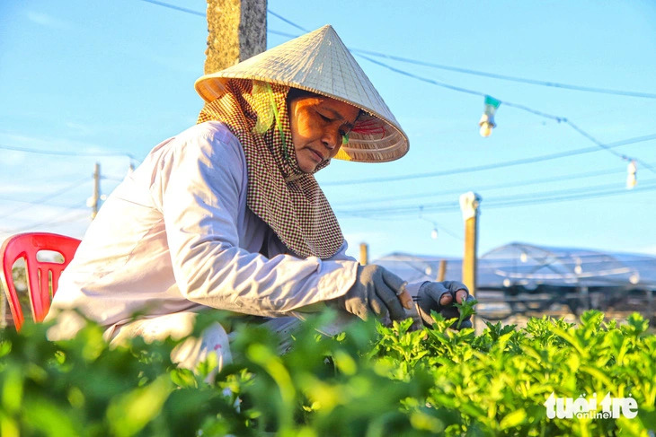 According to garden owners, the price of chrysanthemums this year is expected to range from $0.2 per plant. Photo: Thanh Nguyen / Tuoi Tre