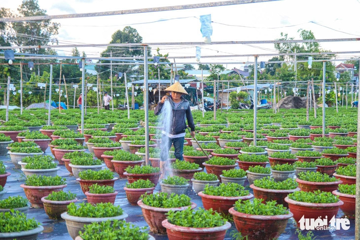 Farmers in Duong Son Flower Village, Da Nang, central Vietnam, put great effort into cultivating beautiful flowers. Photo: Thanh Nguyen / Tuoi Tre