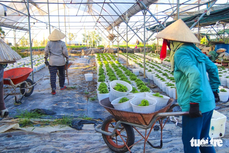 The months before Tet are the busiest time of year for farmers in Duong Son Flower Village, Da Nang, central Vietnam. Photo: Thanh Nguyen / Tuoi Tre