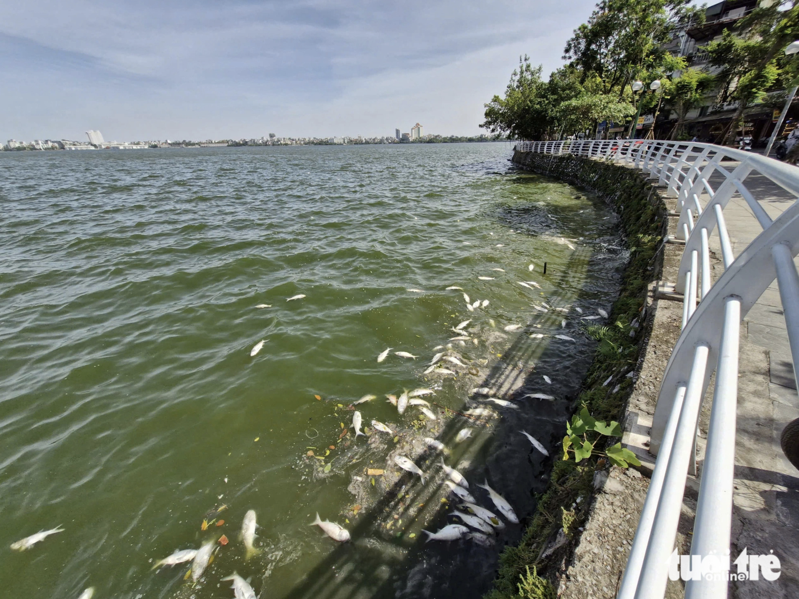 Tons of dead fish float belly up in Hanoi’s West Lake