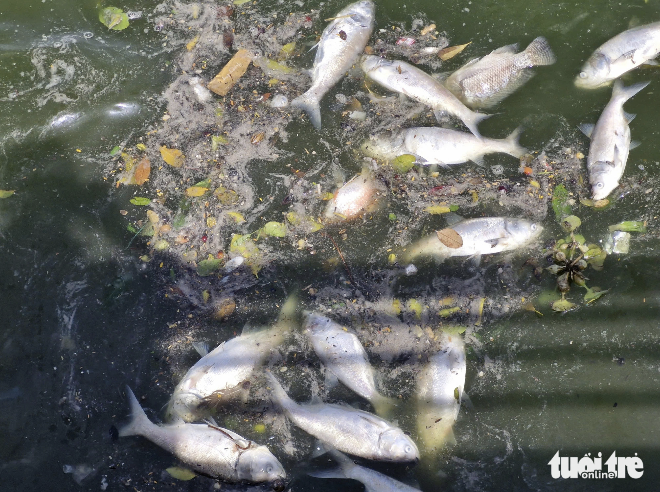 Fish die en masse in West Lake in Hanoi, blanketing the area with an unpleasant smell. Photo: Nam Tran / Tuoi Tre