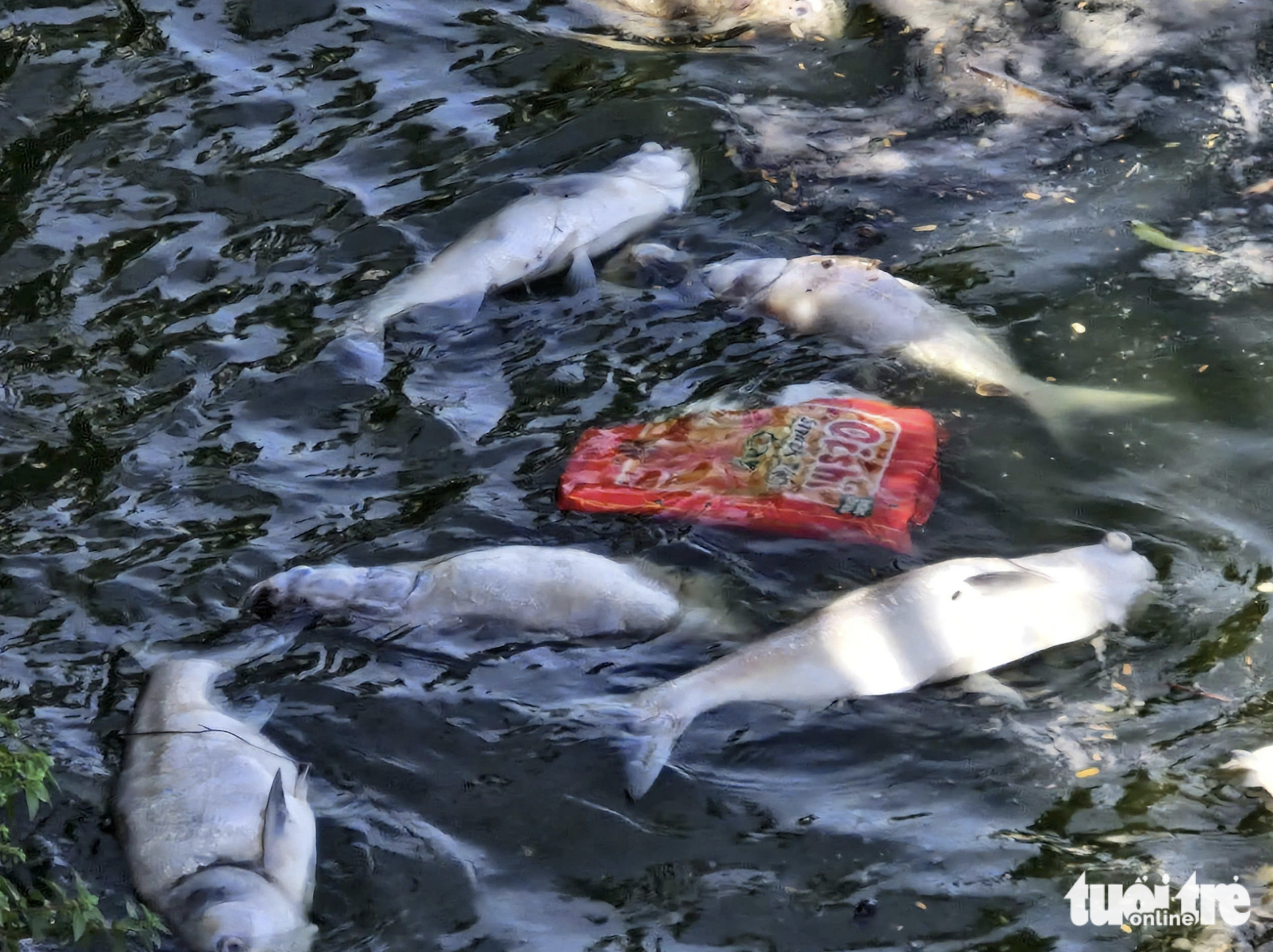 A plastic wrapper and dead fish float in West Lake, Hanoi. Photo: Nam Tran / Tuoi Tre