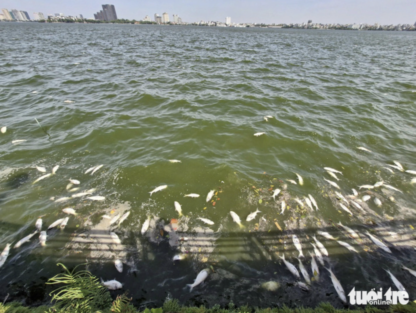 Over five metric tons of rotting fish have been scooped from West Lake, Hanoi. Photo: Nam Tran / Tuoi Tre