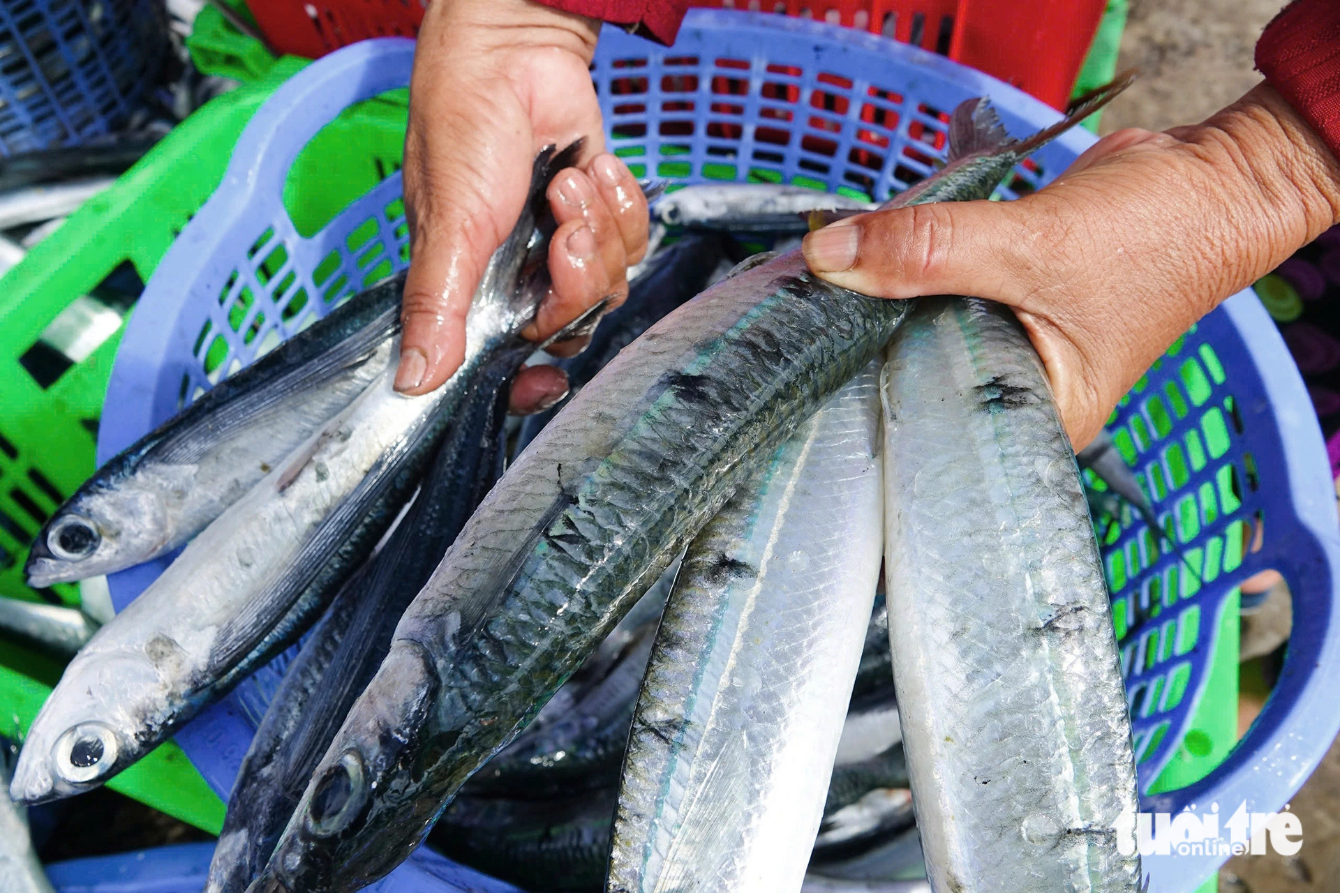 Fresh fish at An Thoi fishing port in An Thoi Ward, Phu Quoc City, Kien Giang Province, southern Vietnam, October 23, 2024. Photo: Chi Cong / Tuoi Tre