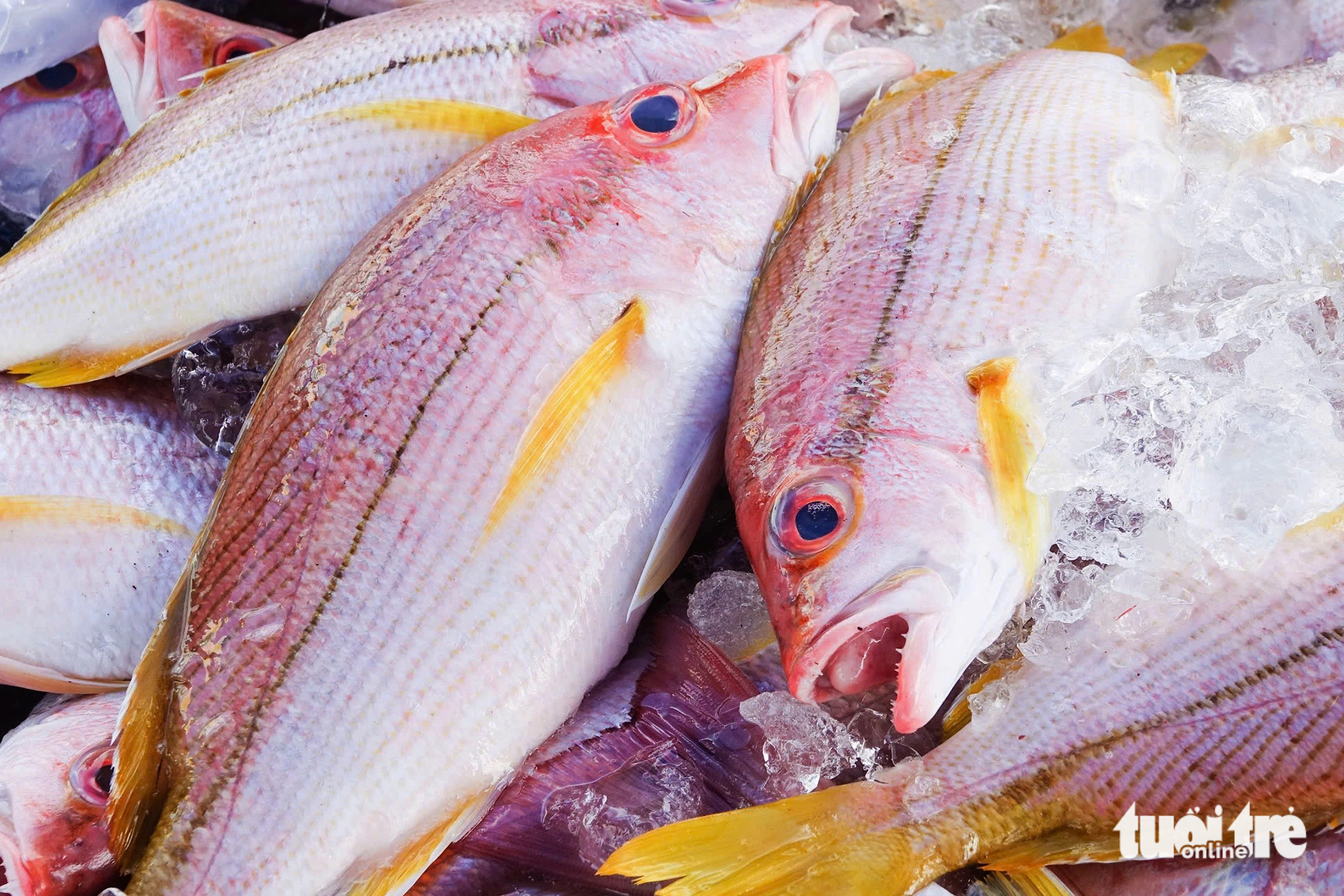 Fresh fish at An Thoi fishing port in An Thoi Ward, Phu Quoc City, Kien Giang Province, southern Vietnam, October 23, 2024. Photo: Chi Cong / Tuoi Tre