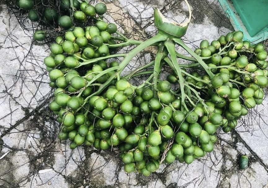 Areca nut prices plummet as Chinese traders withdraw from market in central Vietnam