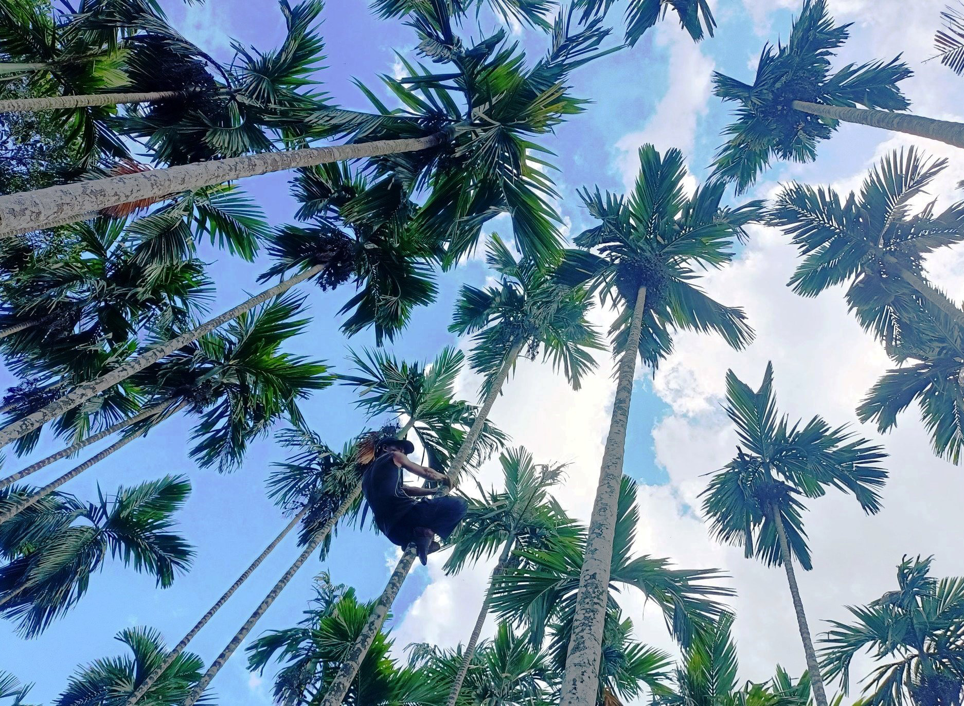 A picker harvests areca nuts at a garden in Quang Ngai Province, central Vietnam. Photo: Ngoc Khoi / Tuoi Tre