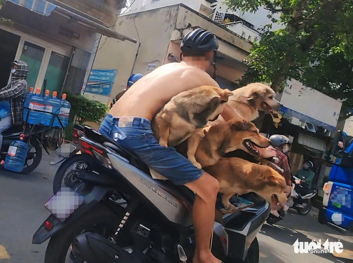 Man carries 4 unmuzzled large dogs on motorbike in Ho Chi Minh City