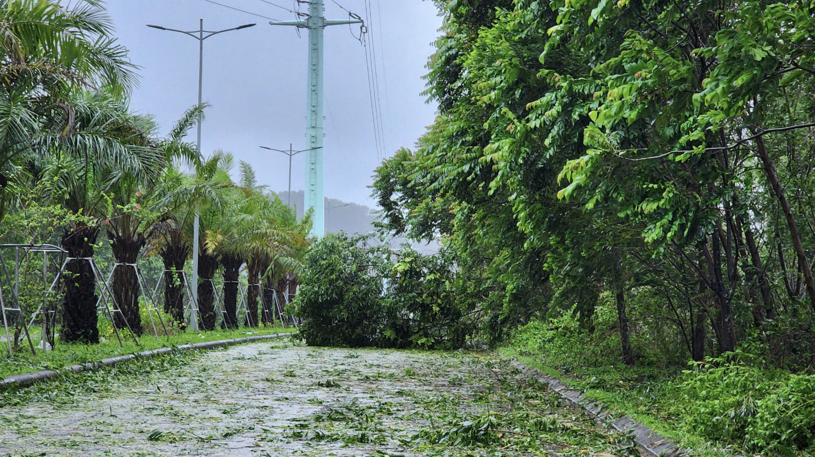 A tree falls down, blocking a street in Hue City. Photo: Nhat Linh / Tuoi Tre