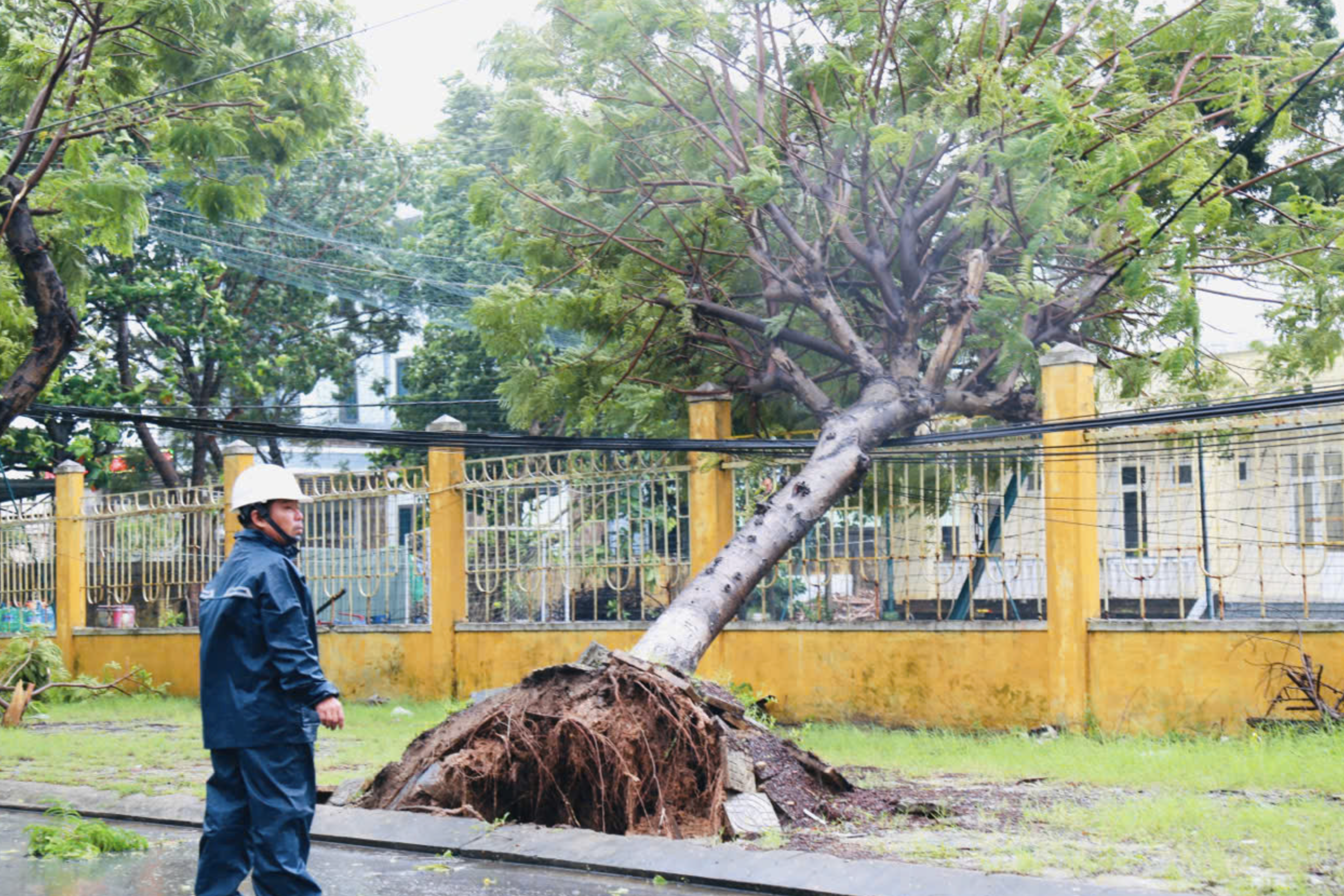 A tree falls on a power line on Nguyen Chanh Street in Da Nang City due to typhoon Trami. Photo: Doan Nhan / Tuoi Tre