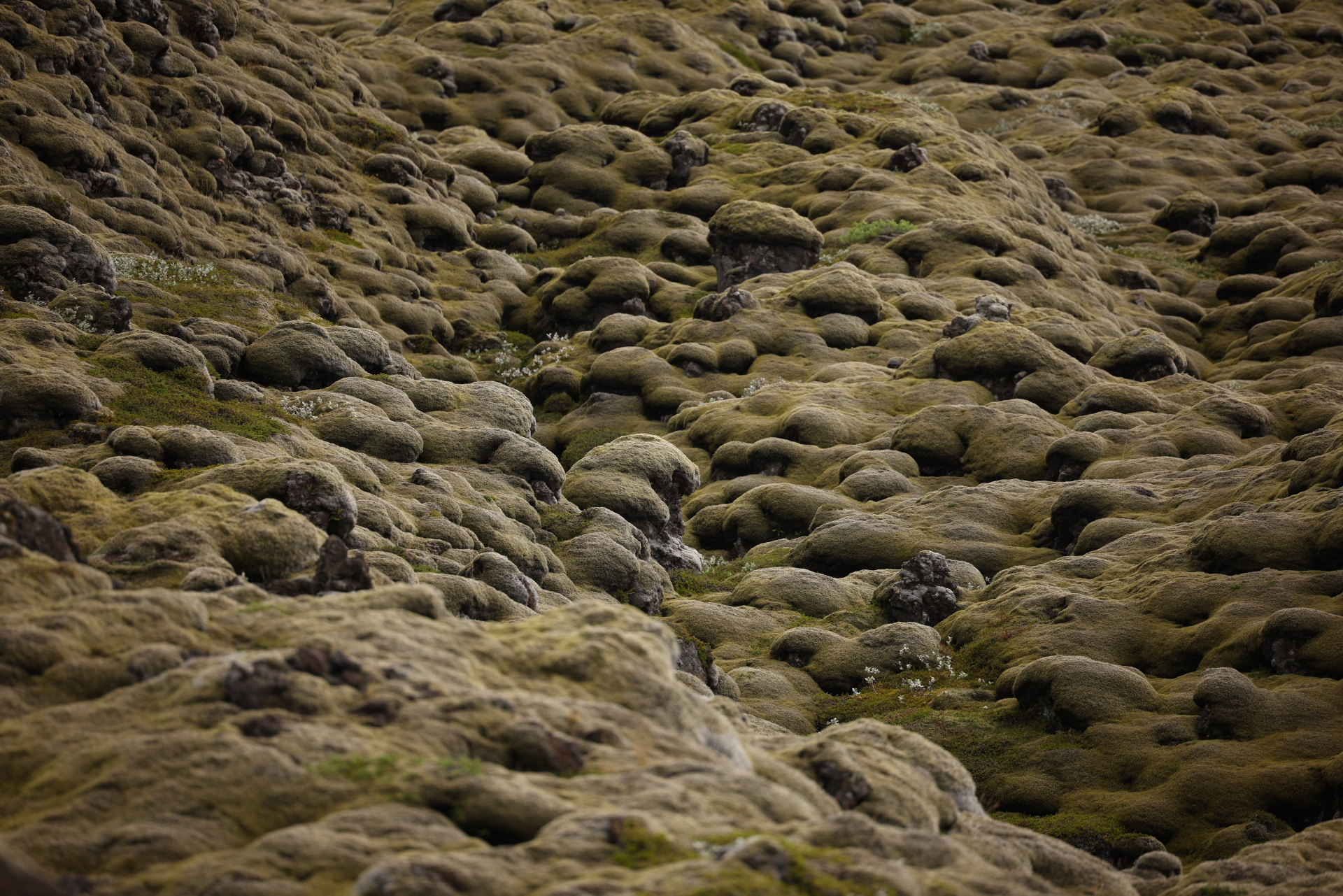 Moss blankets a lava field created in the 1783-84 eruption of Laki volcano, which led to a famine that killed about a fifth of Iceland’s population and had deadly consequences in Europe and beyond. Photo: Reuters