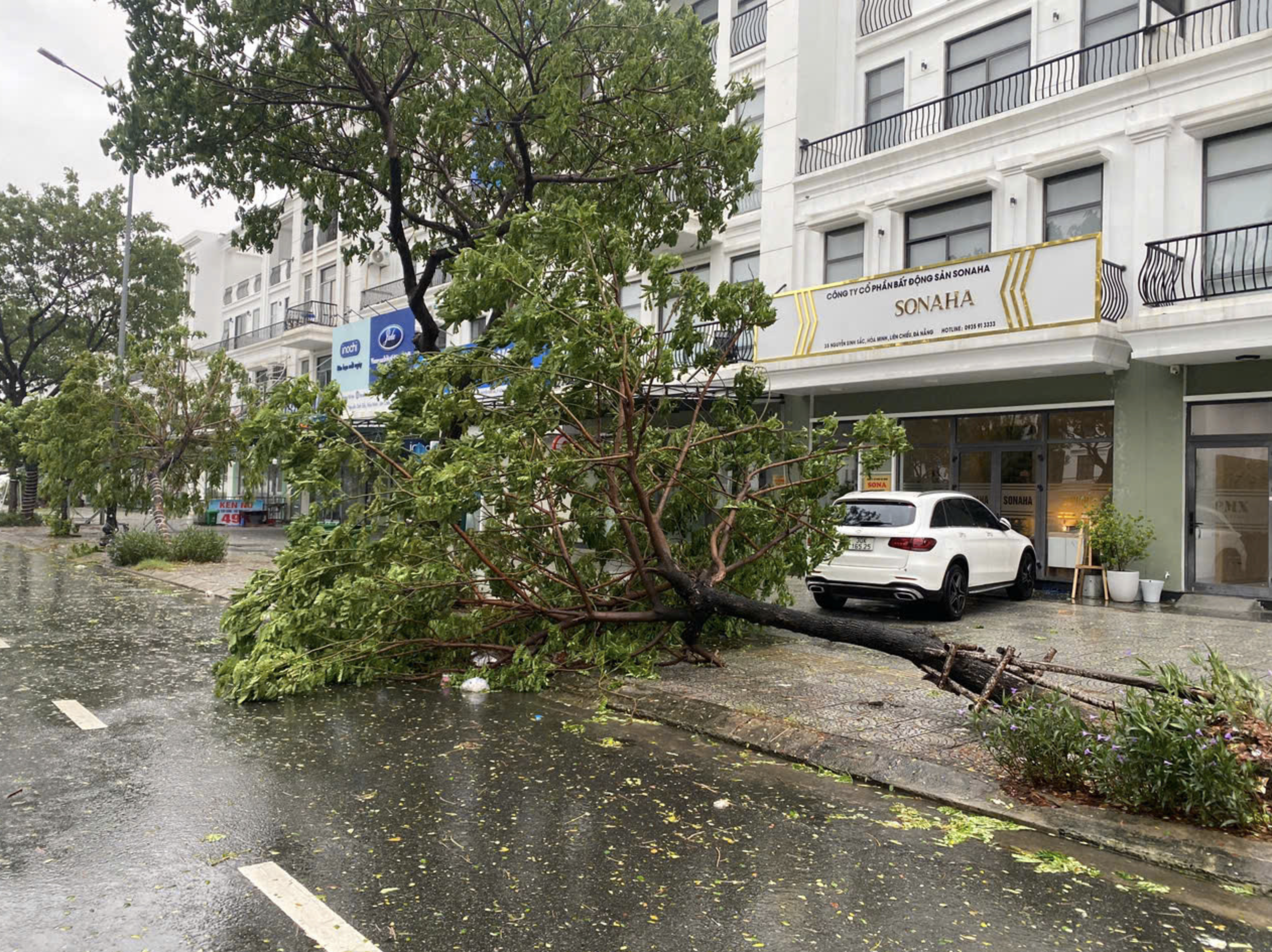 A tree uprooted by powerful winds triggered by typhoon Trami in Da Nang City. Photo: T.B.D. / Tuoi Tre