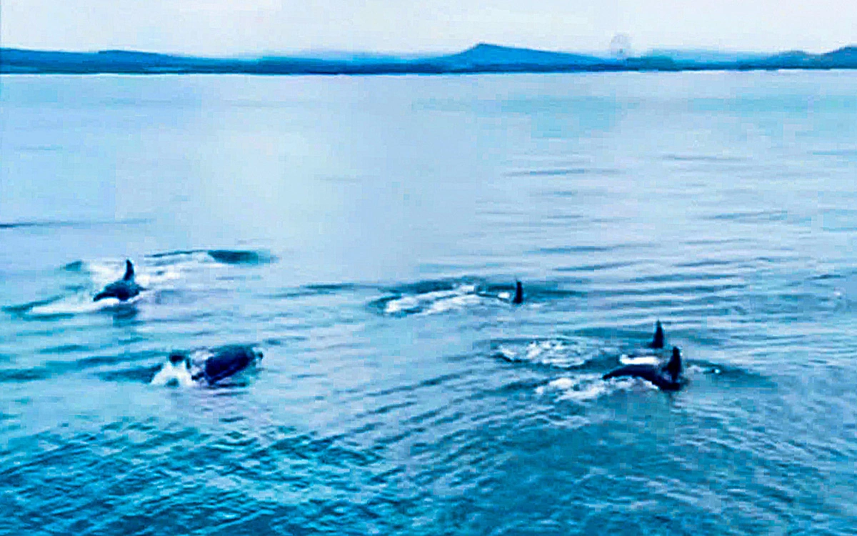 Dozen of dolphins believed to swim off Vietnam’s Phu Quoc