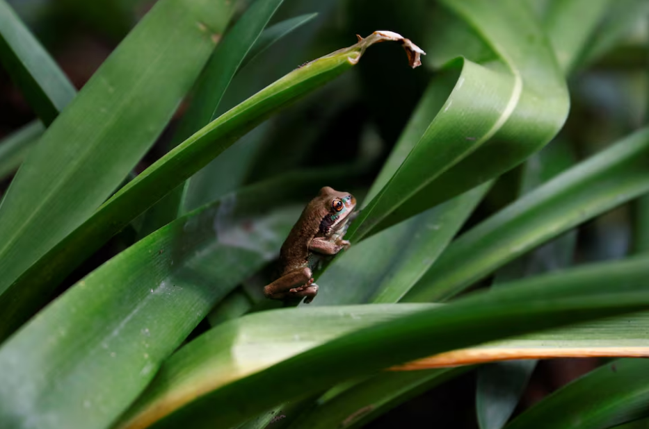 UN COP16 nature talks gridlocked as conservation funding trickles in