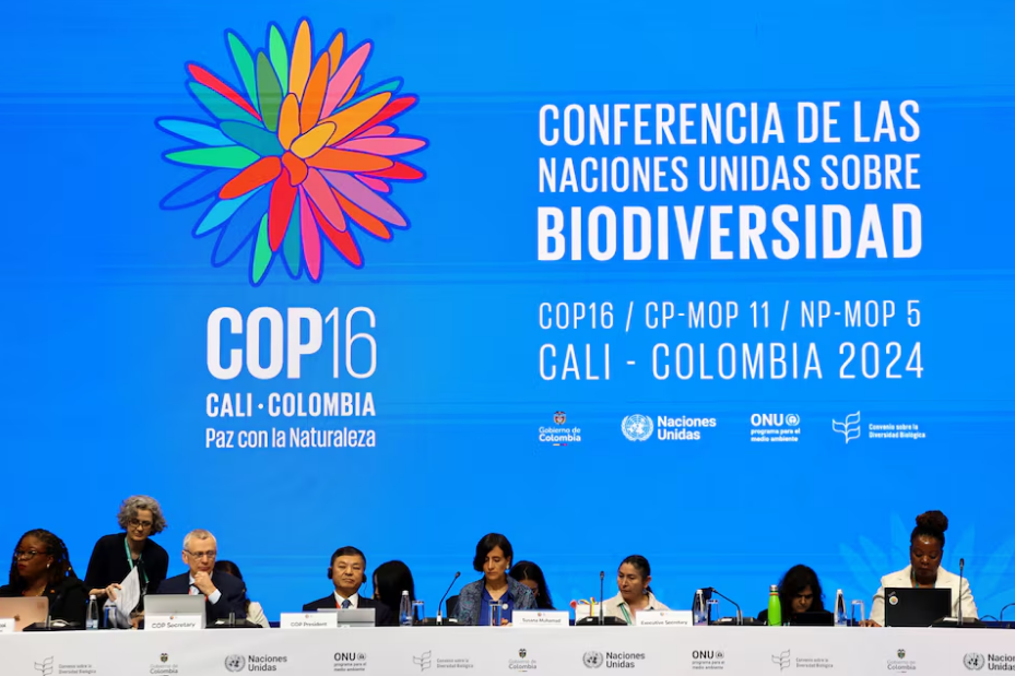 The opening plenary of the 16th United Nations Biodiversity Summit (COP16), in Yumbo, Colombia October 21, 2024. Photo: Reuters