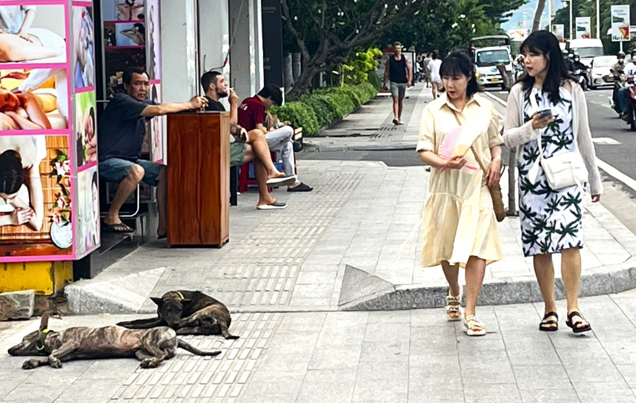 Two dogs without a muzzle lie on a pavement along Tran Phu Street in Nha Trang City, posing danger for pedestrians. Photo: Nguyen Hoang / Tuoi Tre