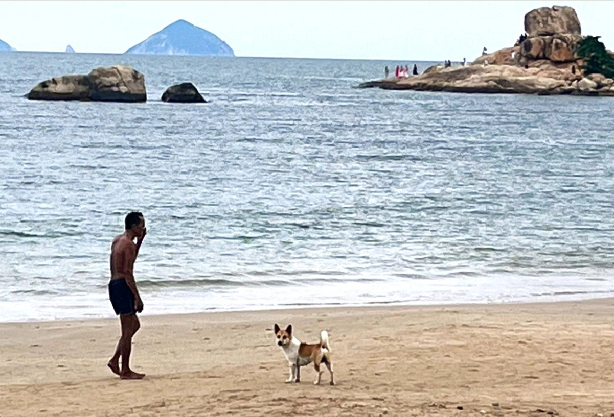 A dog roams freely on a beach in Nha Trang City on October 29, 2024. Photo: Nguyen Hoang / Tuoi Tre