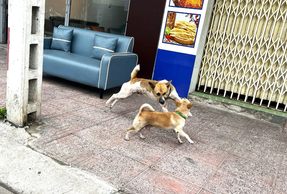 Two stray dogs without a muzzle on a street in Nha Trang City. Photo: Nguyen Hoang / Tuoi Tre