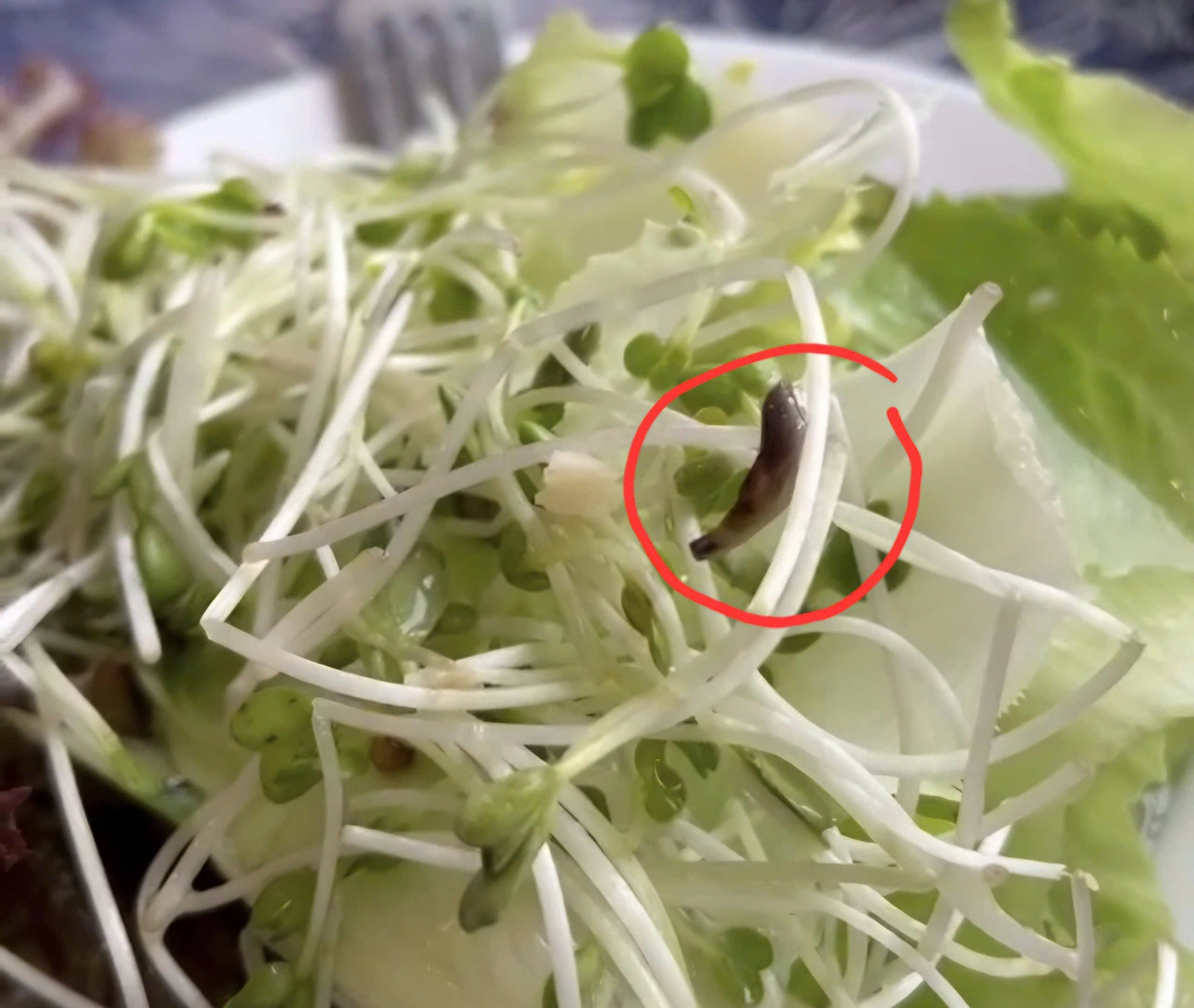 Da Lat inspects 4-star hotel as tourist reports snail in food