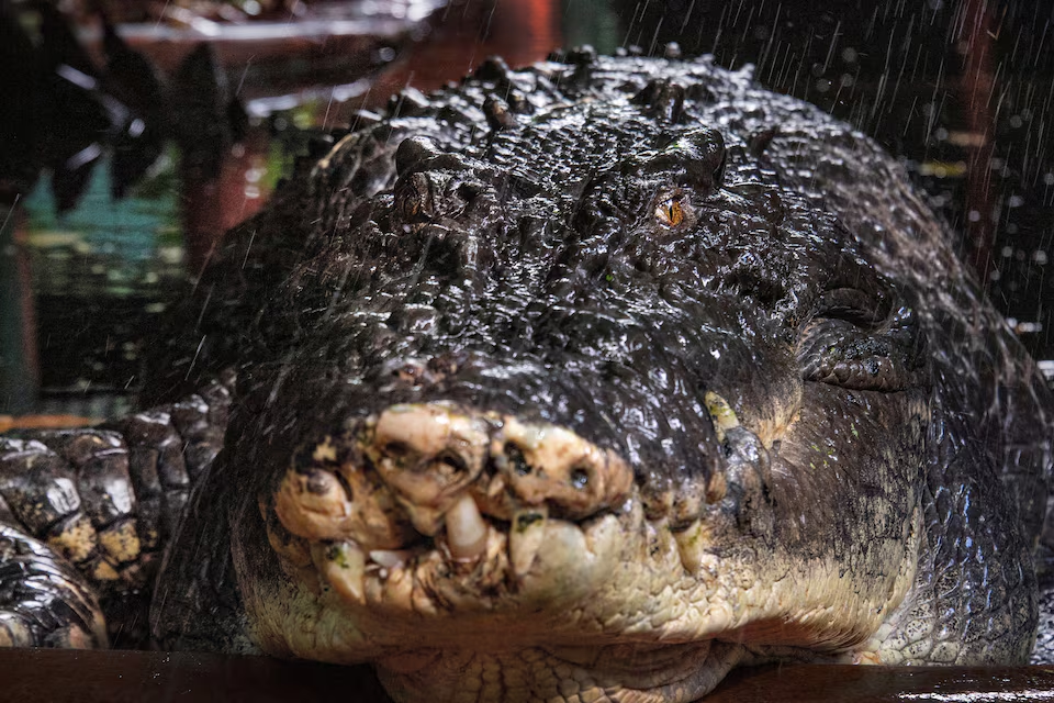 The world's largest captive crocodile, Cassius is pictured at the Marineland Melanesia on Green Island, Great Barrier Reef, Cairns, Australia March 18, 2023. Photo: Reuters