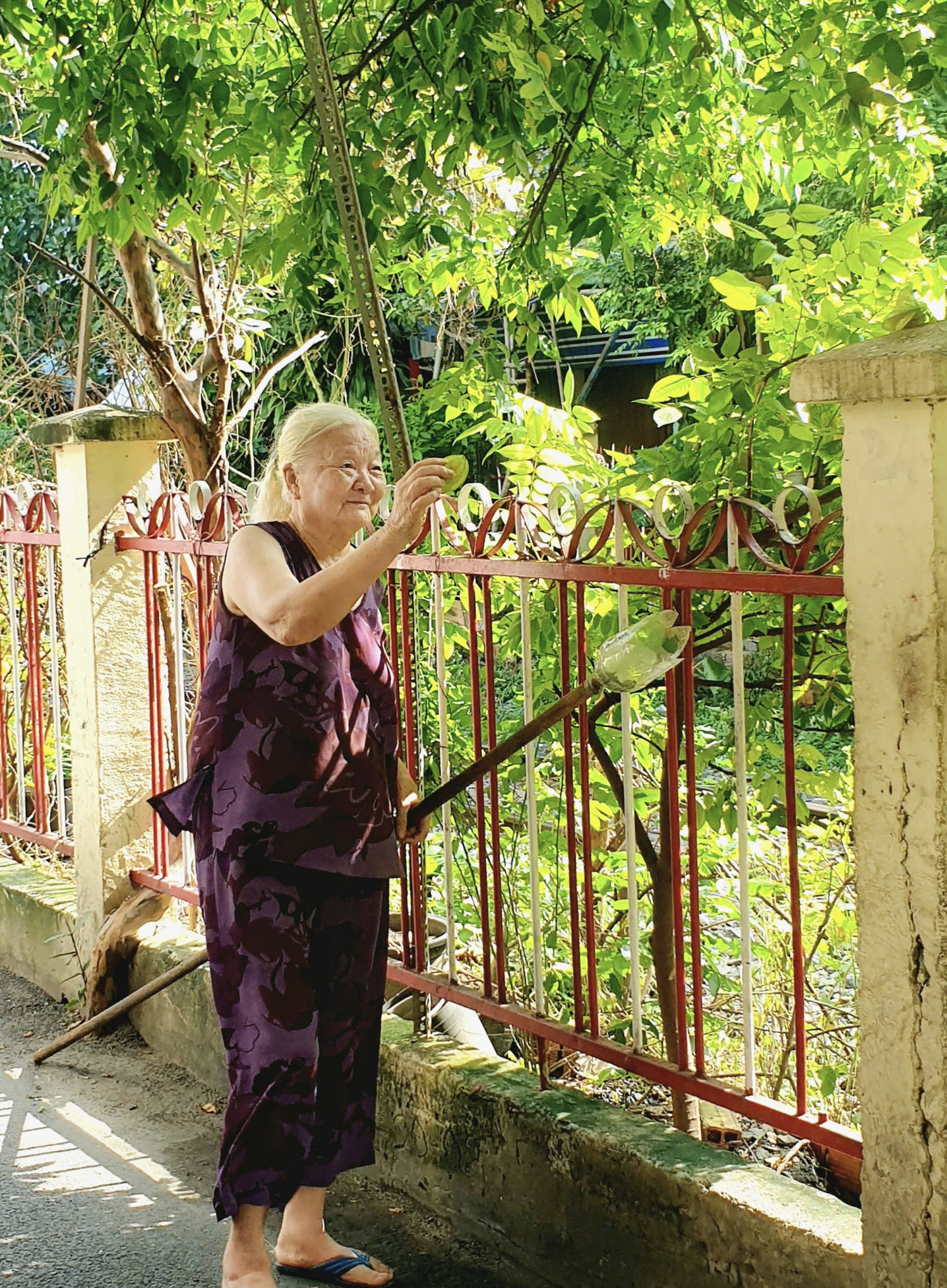 An elderly woman picks star fruit in front of her house in the trackside village in Phu Nhuan District, Ho Chi Minh City. Her family has lived in the village for over 70 years. Photo: Thanh Thoang