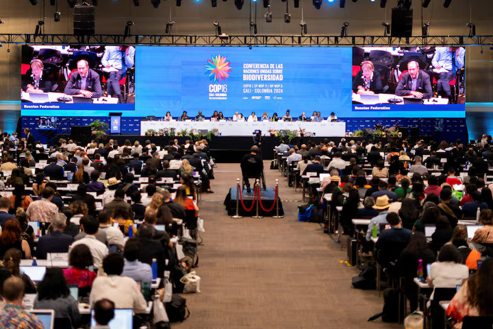 Public funding for nature conservation stalls at COP16